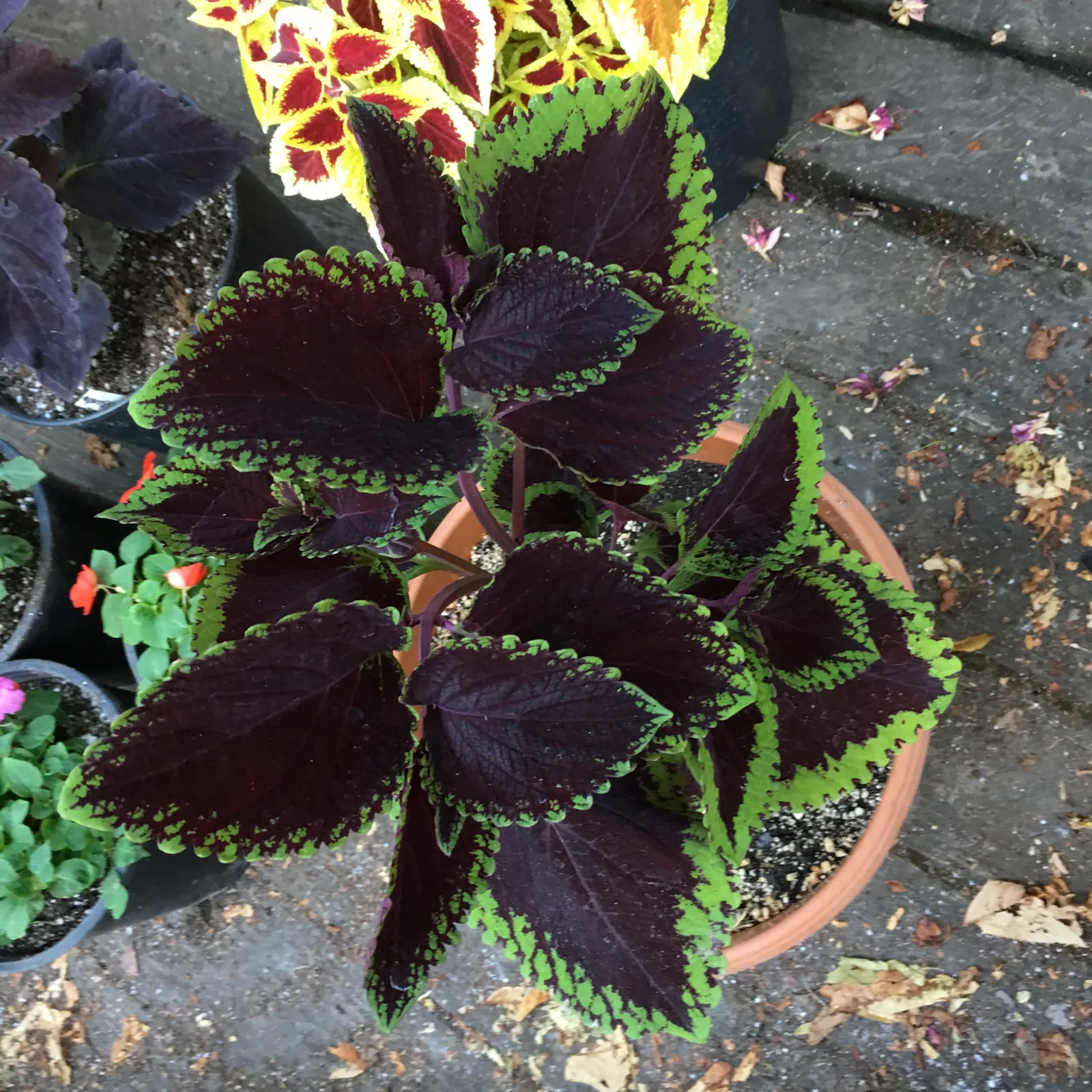 Coleus (Solenostemon Scutellarioides) — Regular feeding with a balanced; its showy foliage pairs well with both flowering plants and those with, image 154