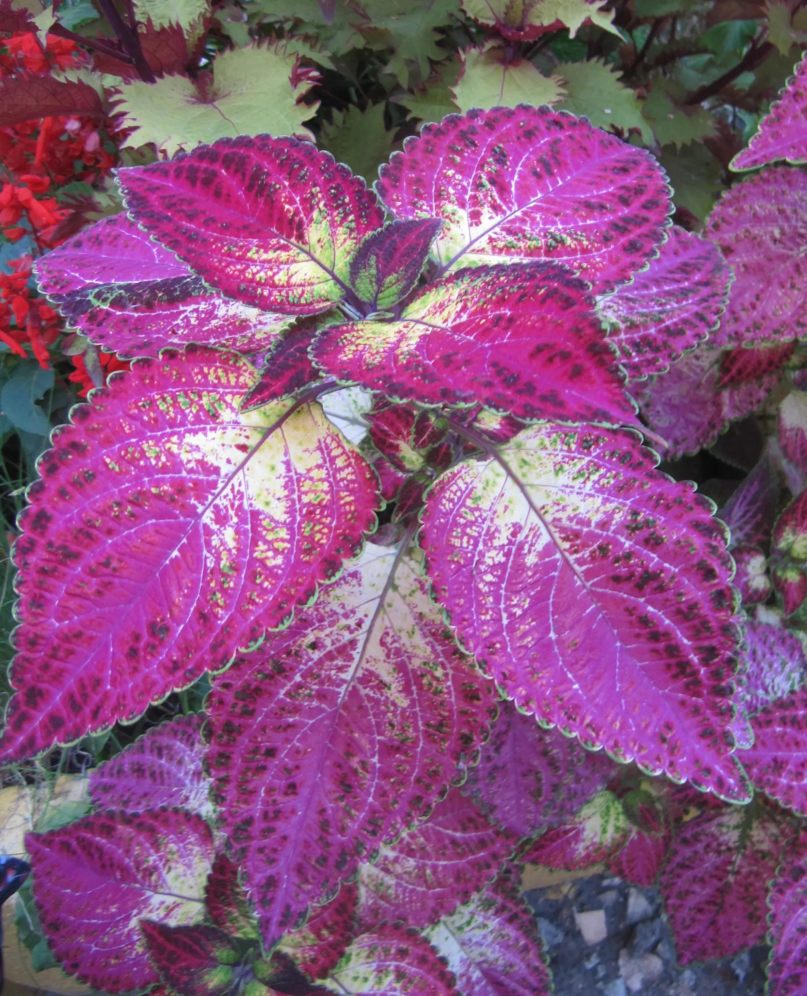 Coleus (Solenostemon Scutellarioides) — such as deadheading and pruning; notable for its eye-catching foliage, image 160