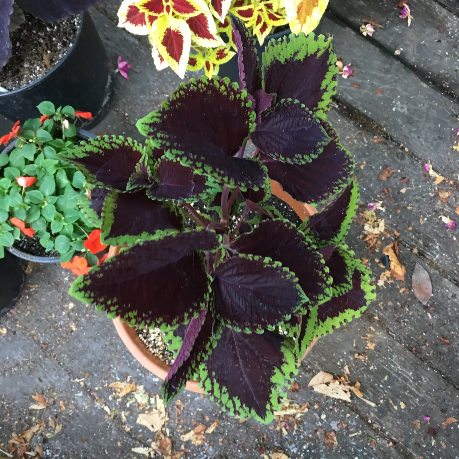Coleus (Solenostemon Scutellarioides) — Regular feeding with a balanced; its showy foliage pairs well with both flowering plants and those with, image 100