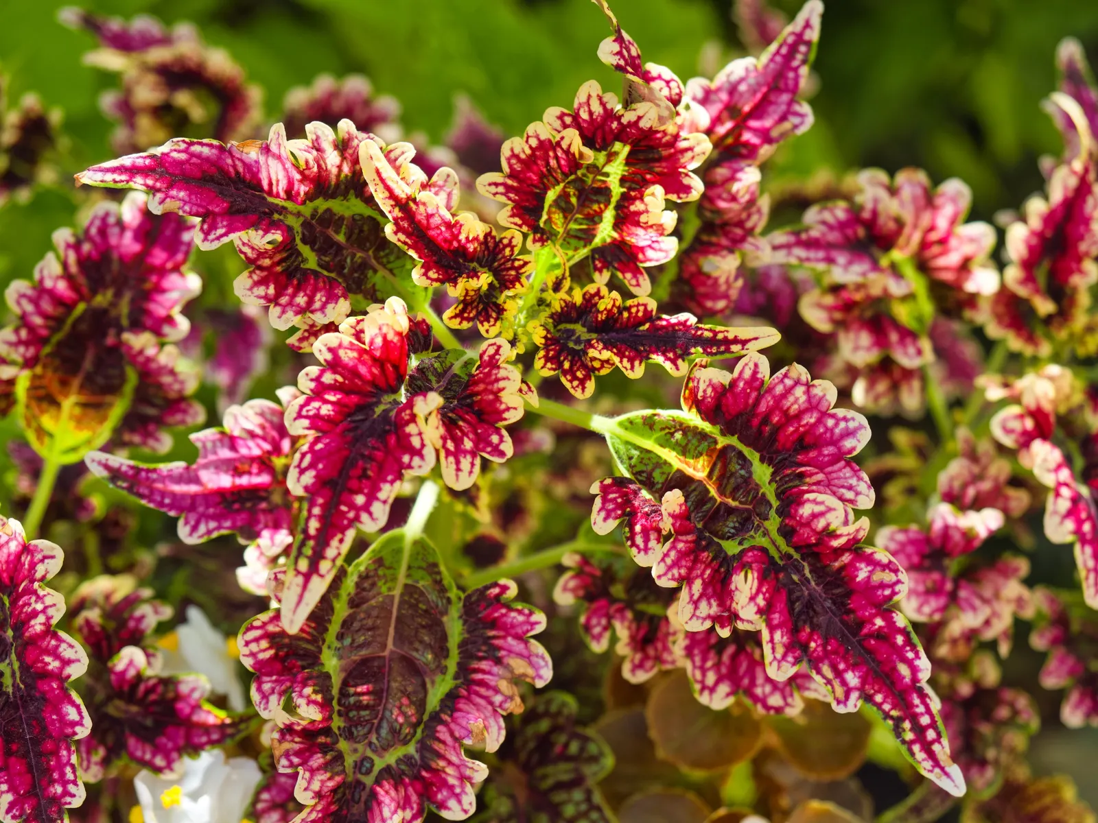 Coleus (Solenostemon Scutellarioides) — Its leaves burst with a kaleidoscope of colors; annual for half or shade, image 66