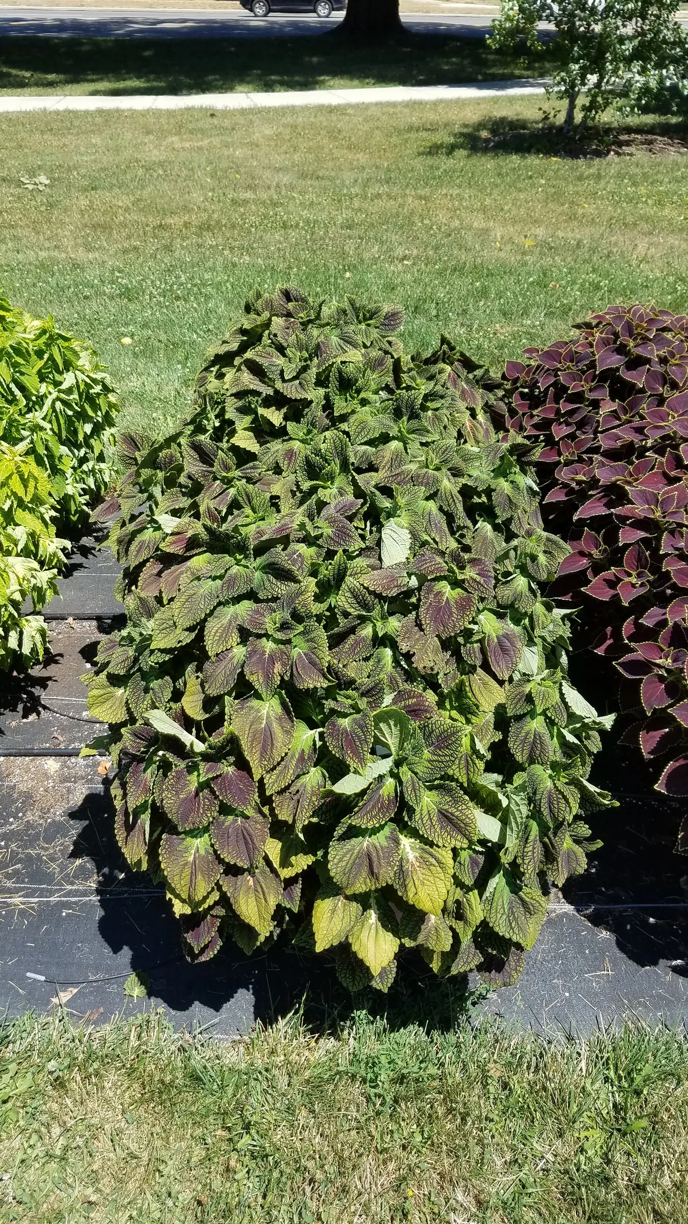 Coleus (Solenostemon Scutellarioides) — Regular feeding with a balanced; its showy foliage pairs well with both flowering plants and those with more subdued
