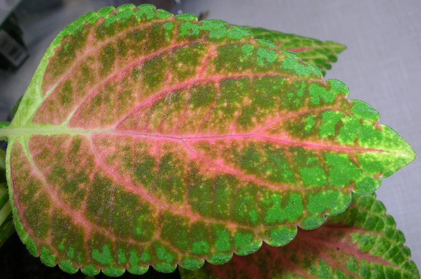 Coleus (Solenostemon Scutellarioides) — consider its function as a texture and color contrast amidst other plants; is a vibrant and versatile, image 75