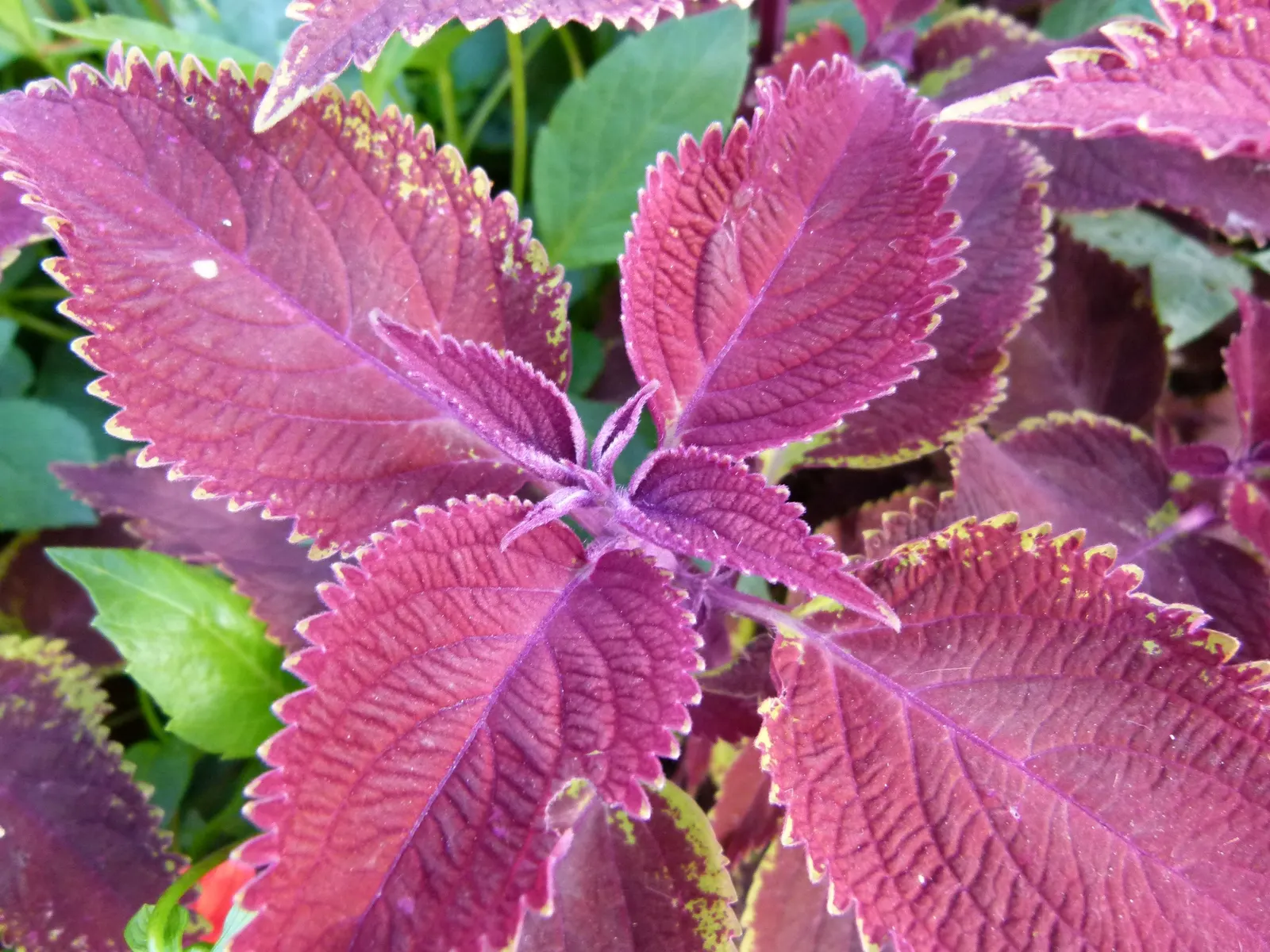 Coleus (Solenostemon Scutellarioides) — Its leaves burst with a kaleidoscope of colors; annual for half or shade, image 147