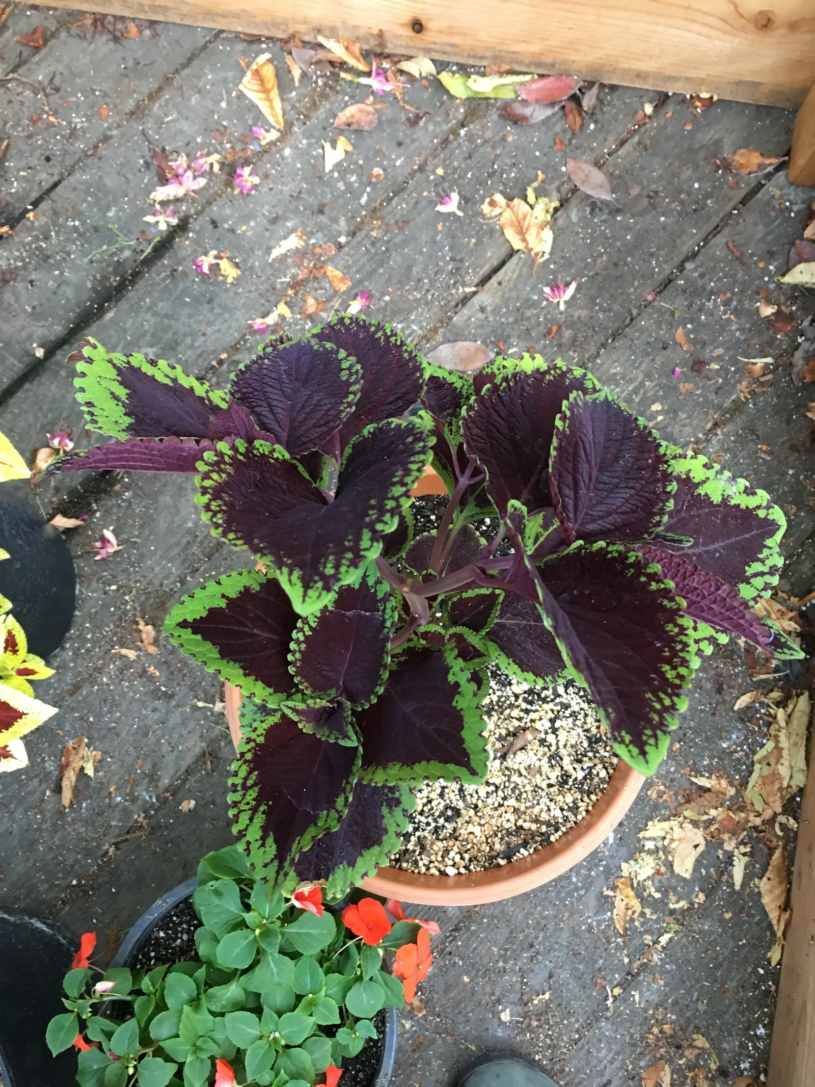 Coleus (Solenostemon Scutellarioides) — reaching a height of 1-3 feet and spreading up to 1 foot; it should be kept evenly moist but not waterlogged, image 138
