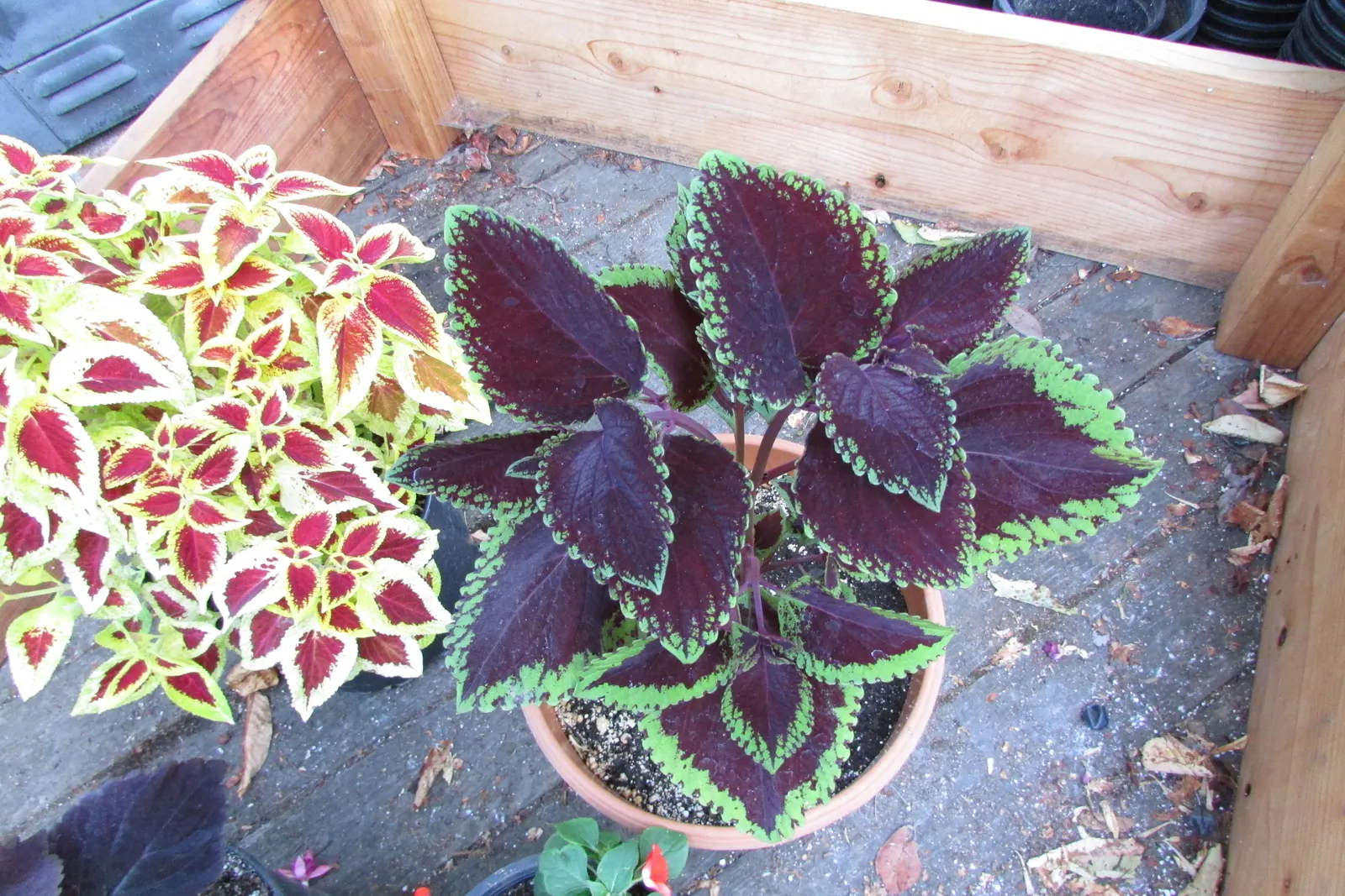 Coleus (Solenostemon Scutellarioides) — adding depth and interest to any garden composition, image 50