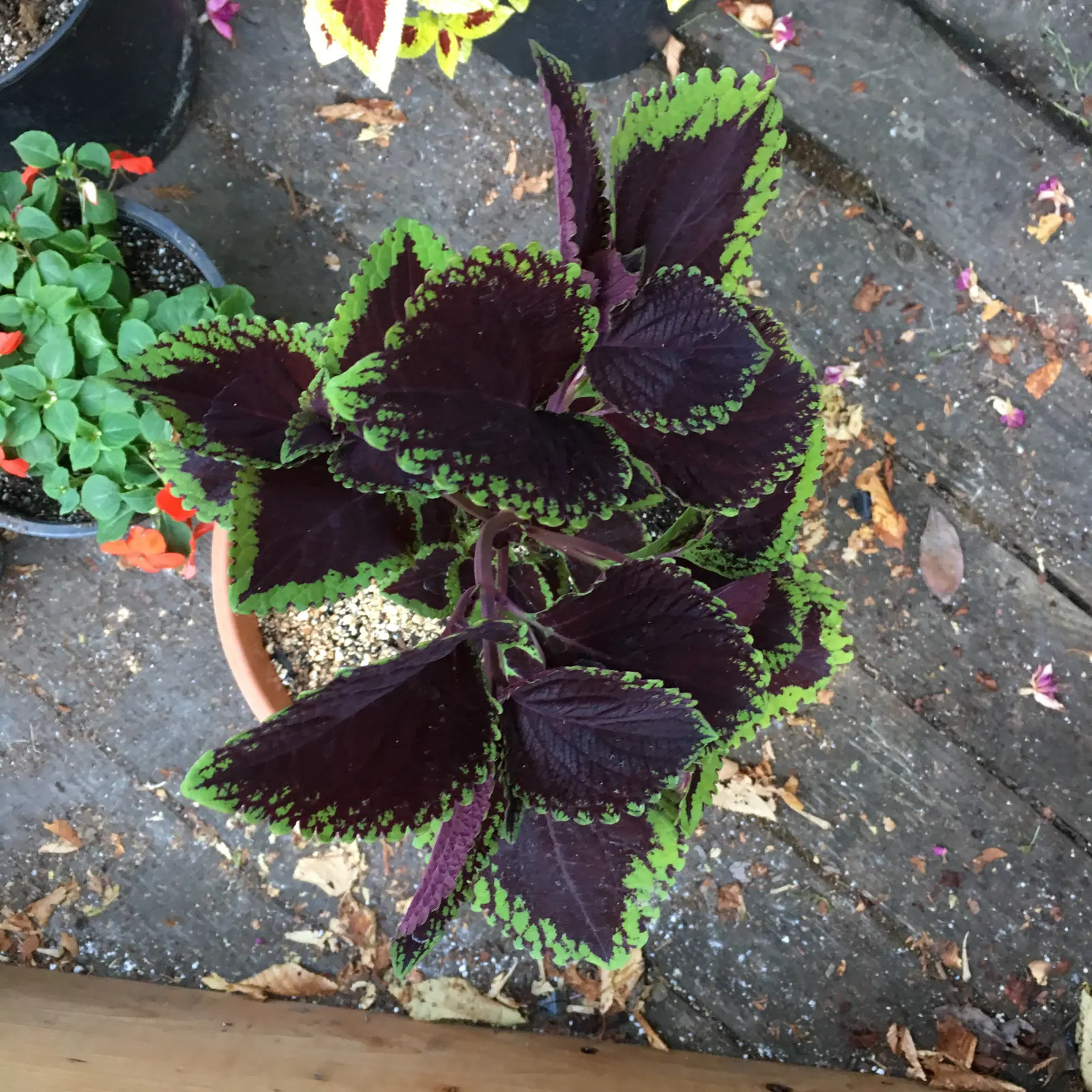 Coleus (Solenostemon Scutellarioides) — such as deadheading and pruning; notable for its eye-catching foliage, image 187