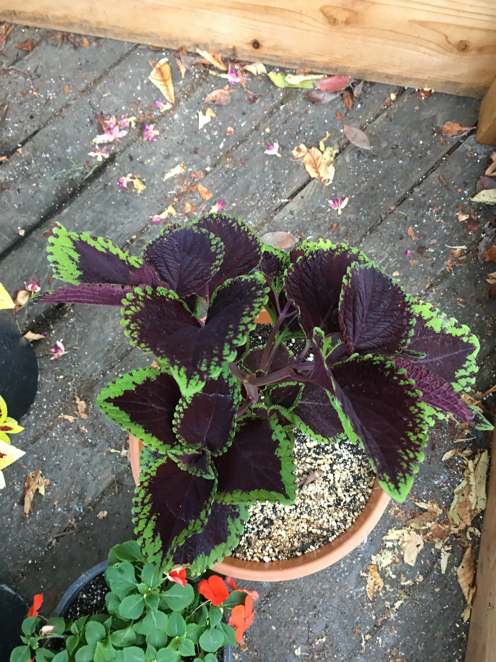 Coleus (Solenostemon Scutellarioides) — This easy-to-grow annual thrives in partial to full shade; thriving in USDA hardiness zones 10 to 11, it is, image 137