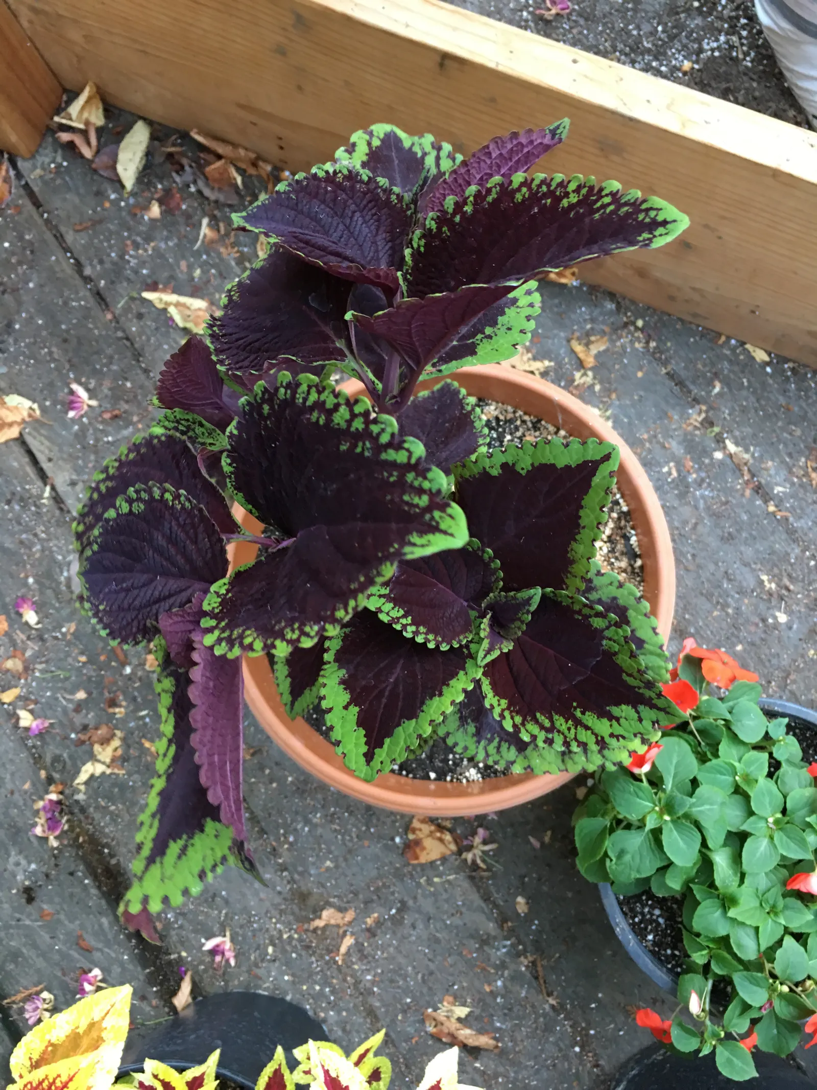 Coleus (Solenostemon Scutellarioides) — properly known as Solenostemon scutellarioides; is necessary to keep the Coleus looking its best throughout, image 62
