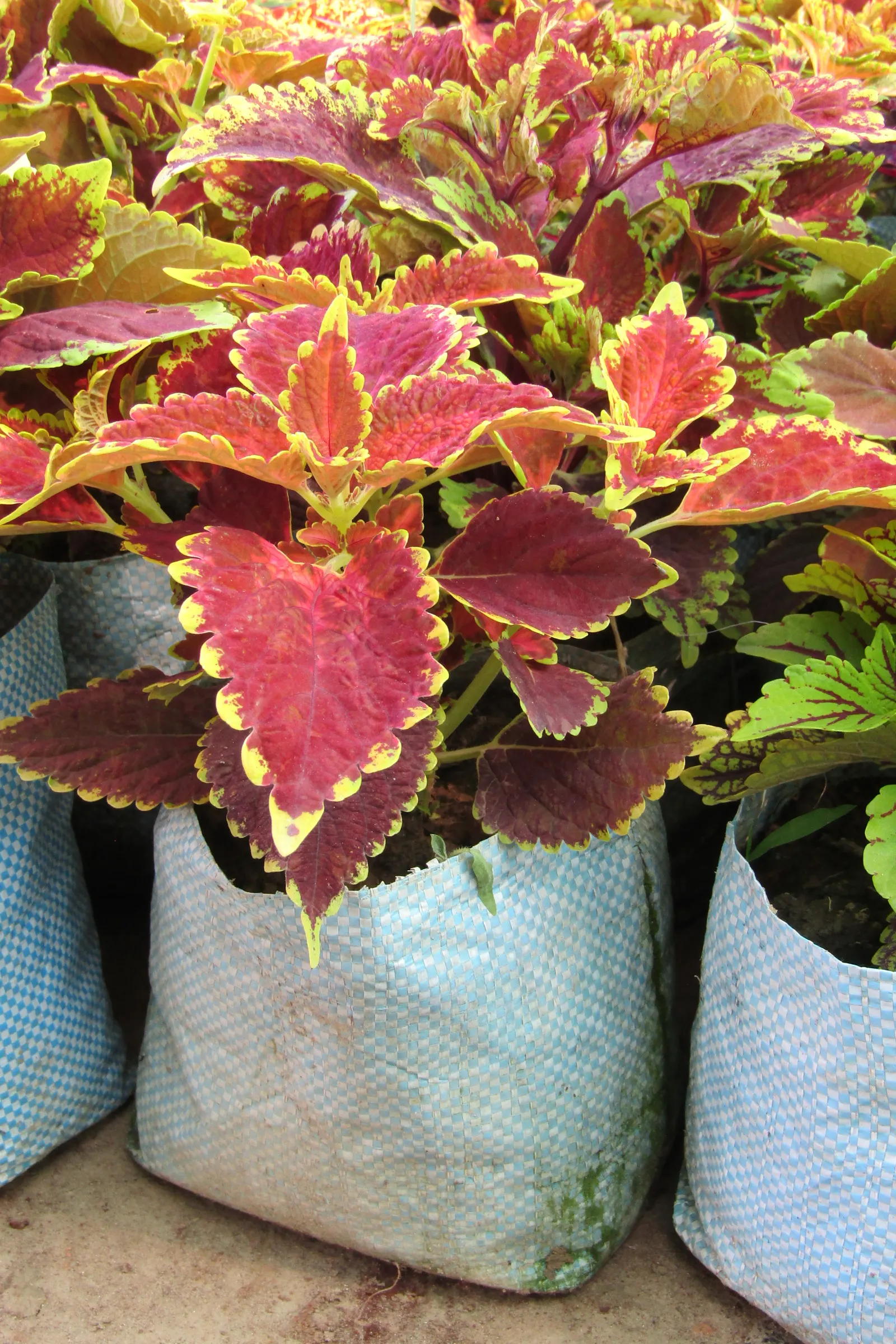 Coleus (Solenostemon Scutellarioides) — such as deadheading and pruning; notable for its eye-catching foliage, image 79