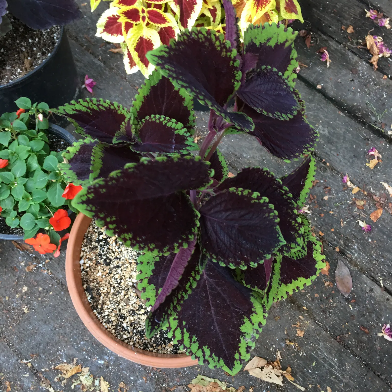 Coleus (Solenostemon Scutellarioides) — Coleus fits well in both container plantings and mixed borders