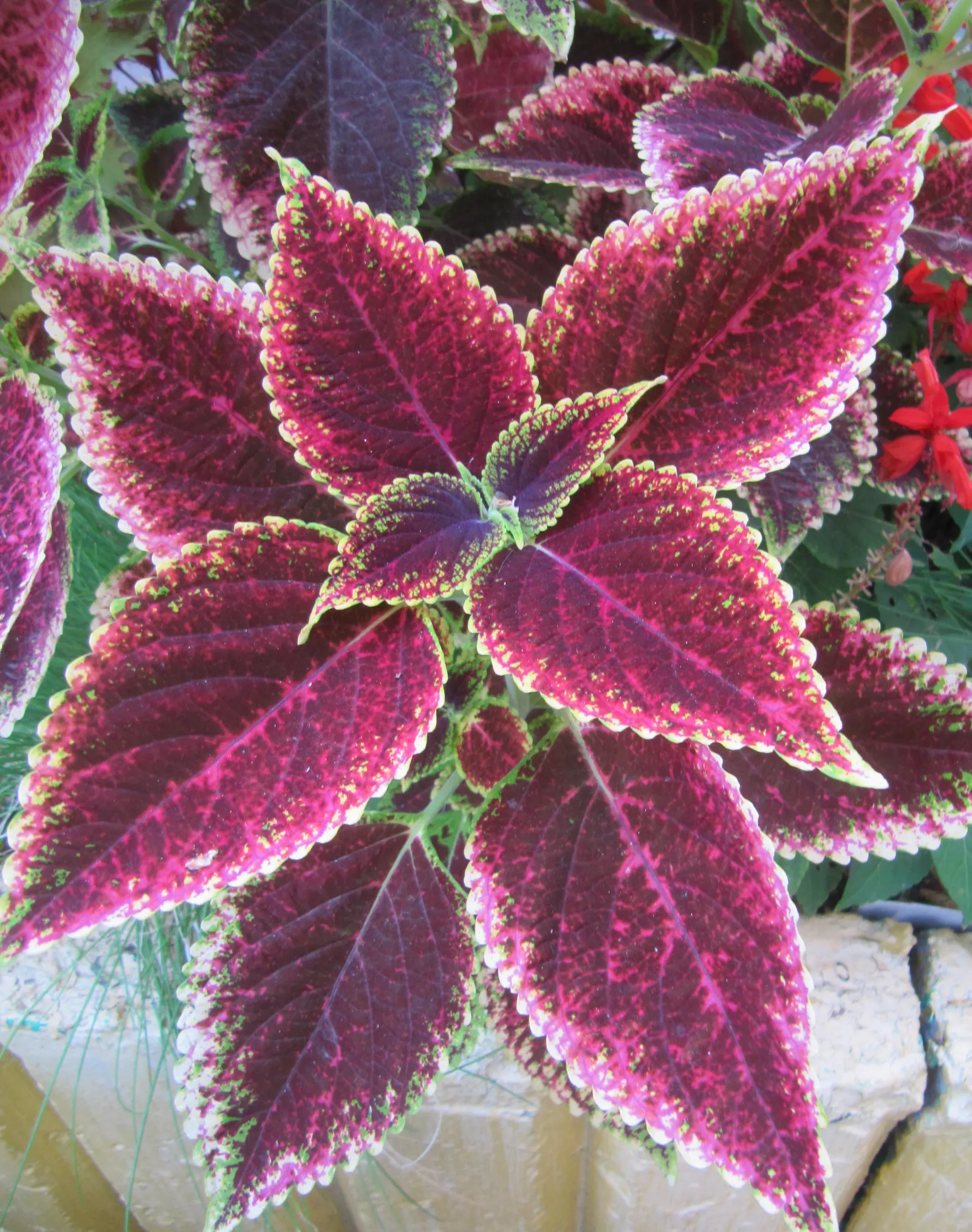 Coleus (Solenostemon Scutellarioides) — Its showy foliage pairs well with both flowering plants and those with more subdued hues; providing, image 184