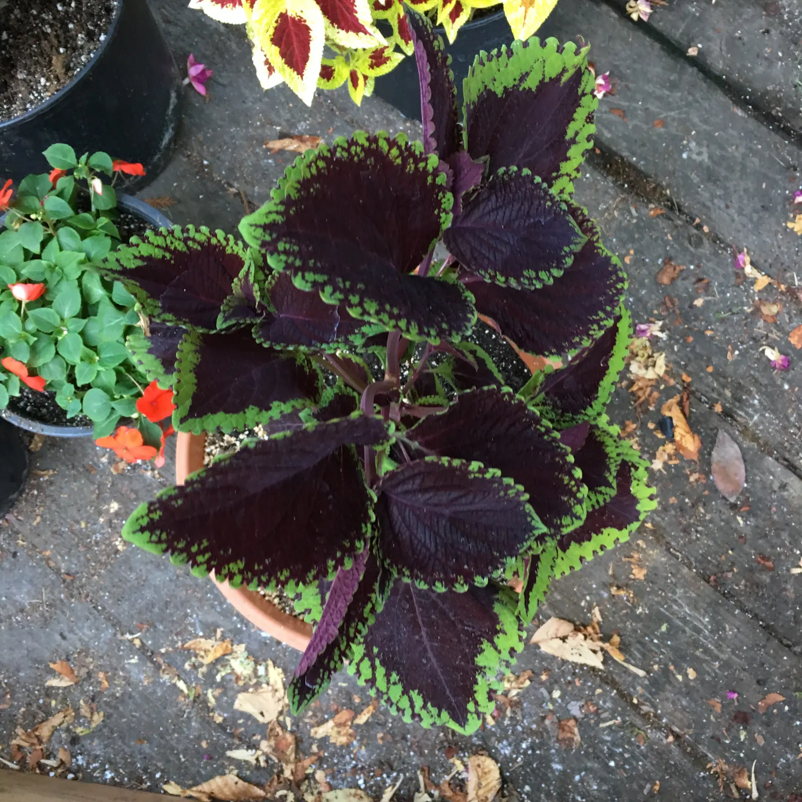 Coleus (Solenostemon Scutellarioides) — In regions with intense heat; consider its function as a texture and color contrast amidst other plants
