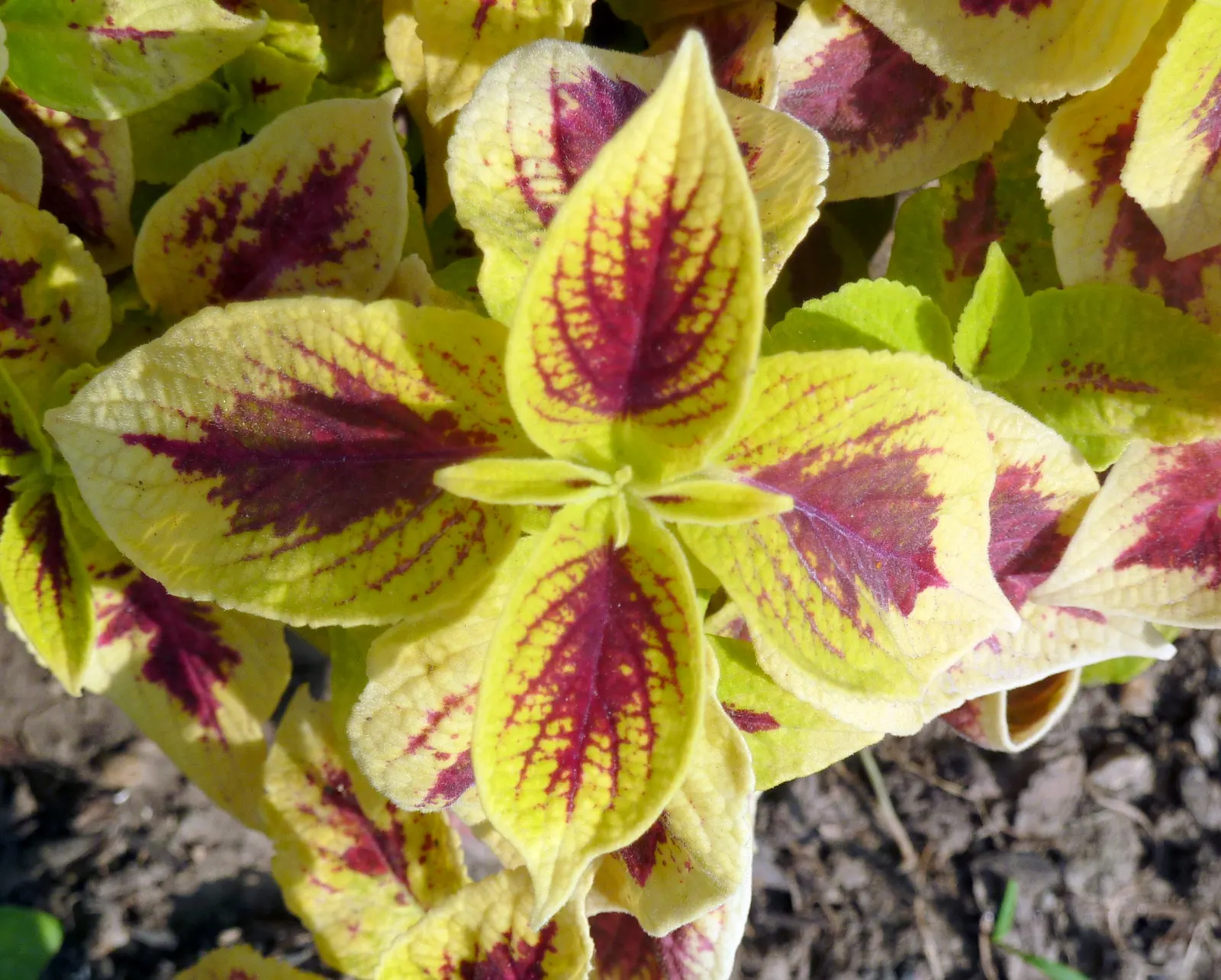 Coleus (Solenostemon Scutellarioides) — Best in rich, well-draining soil, Coleus adds instant visual interest to shade gardens and containers; such, image 112