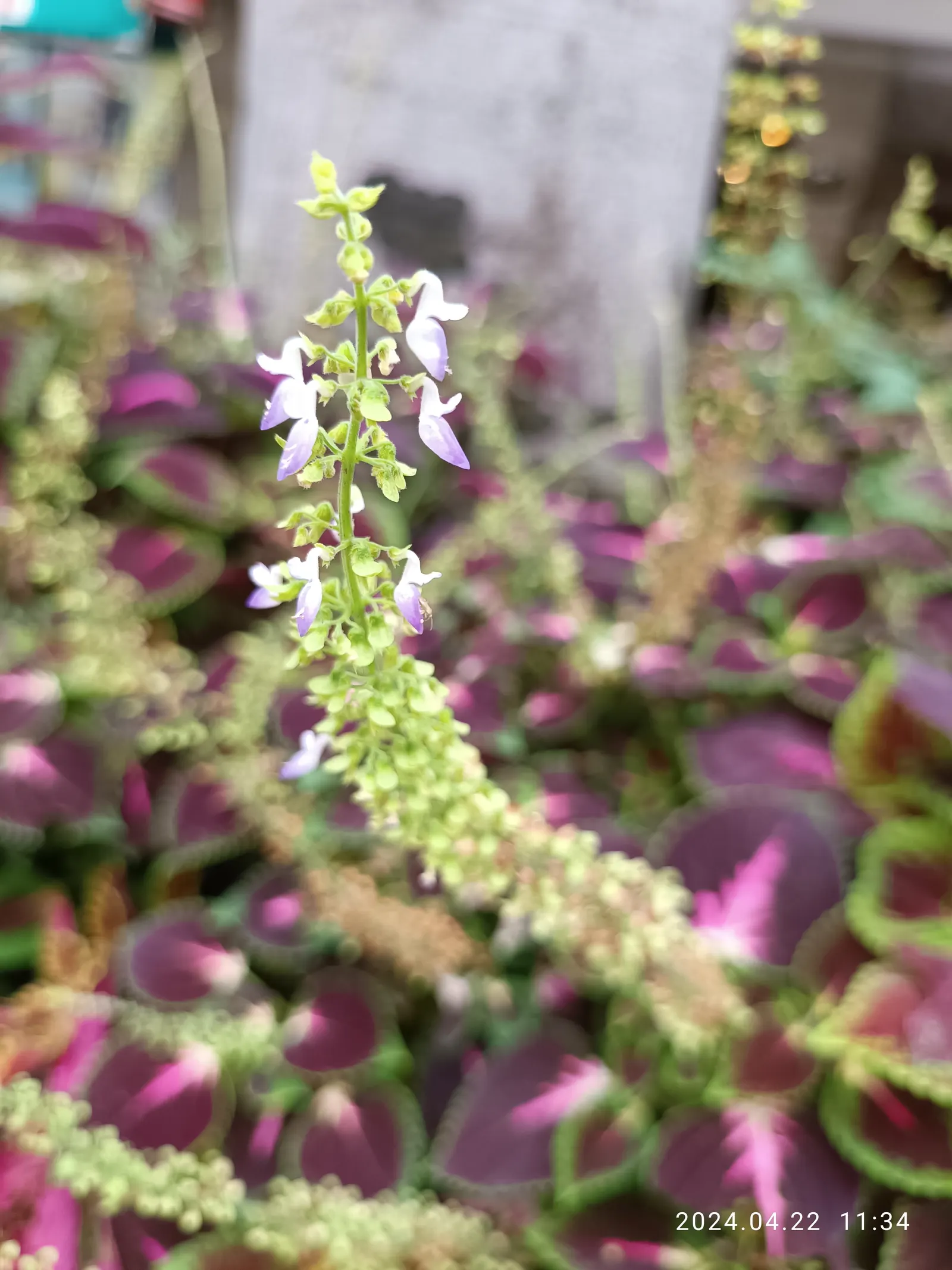 Coleus (Solenostemon Scutellarioides) — notable for its eye-catching foliage; from deep burgundy and bright scarlet to chartreuse and electric lime, image 91