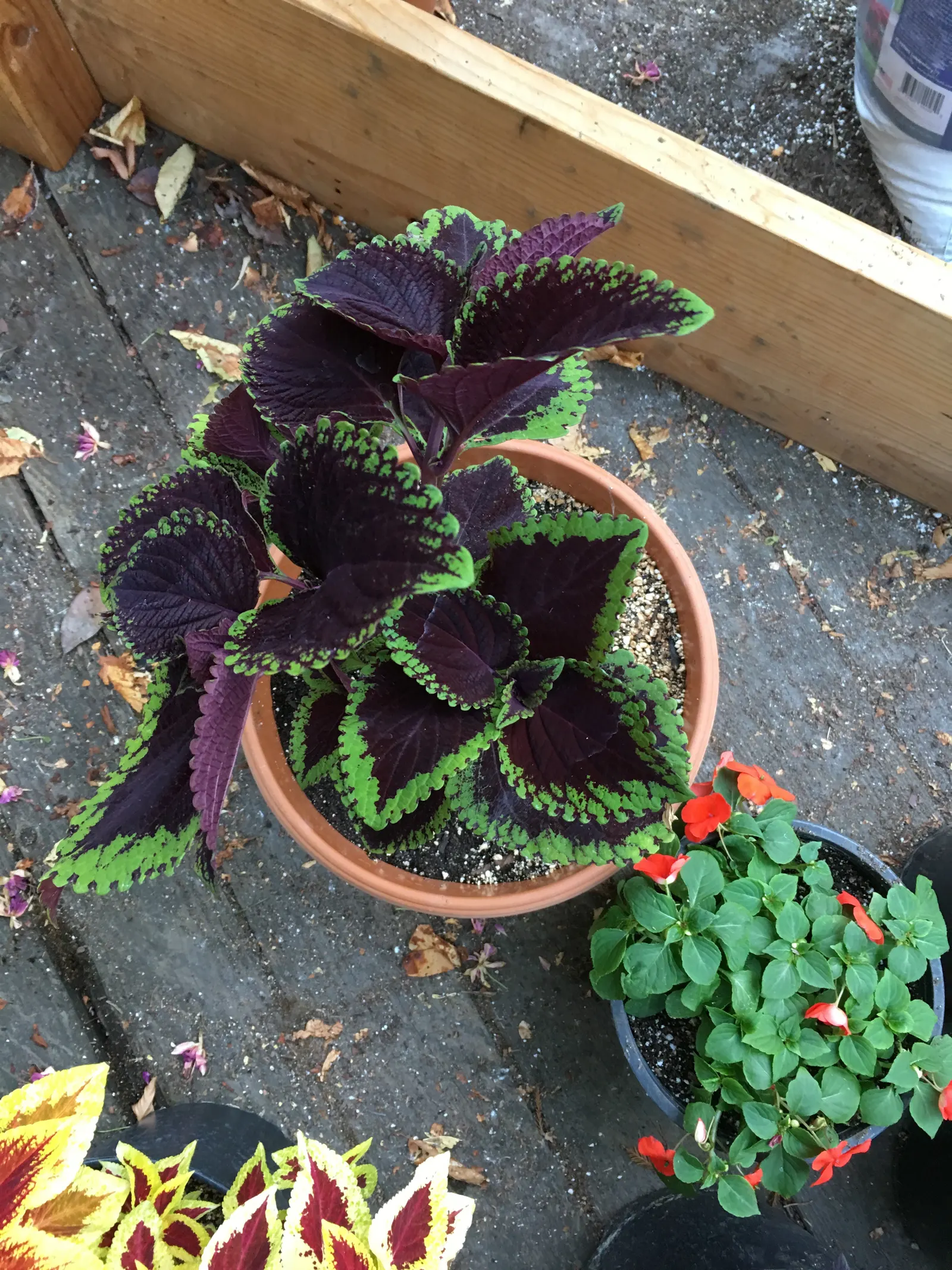 Coleus (Solenostemon Scutellarioides) — Coleus requires well-draining soil rich in organic matter; properly known as Solenostemon scutellarioides, image 152