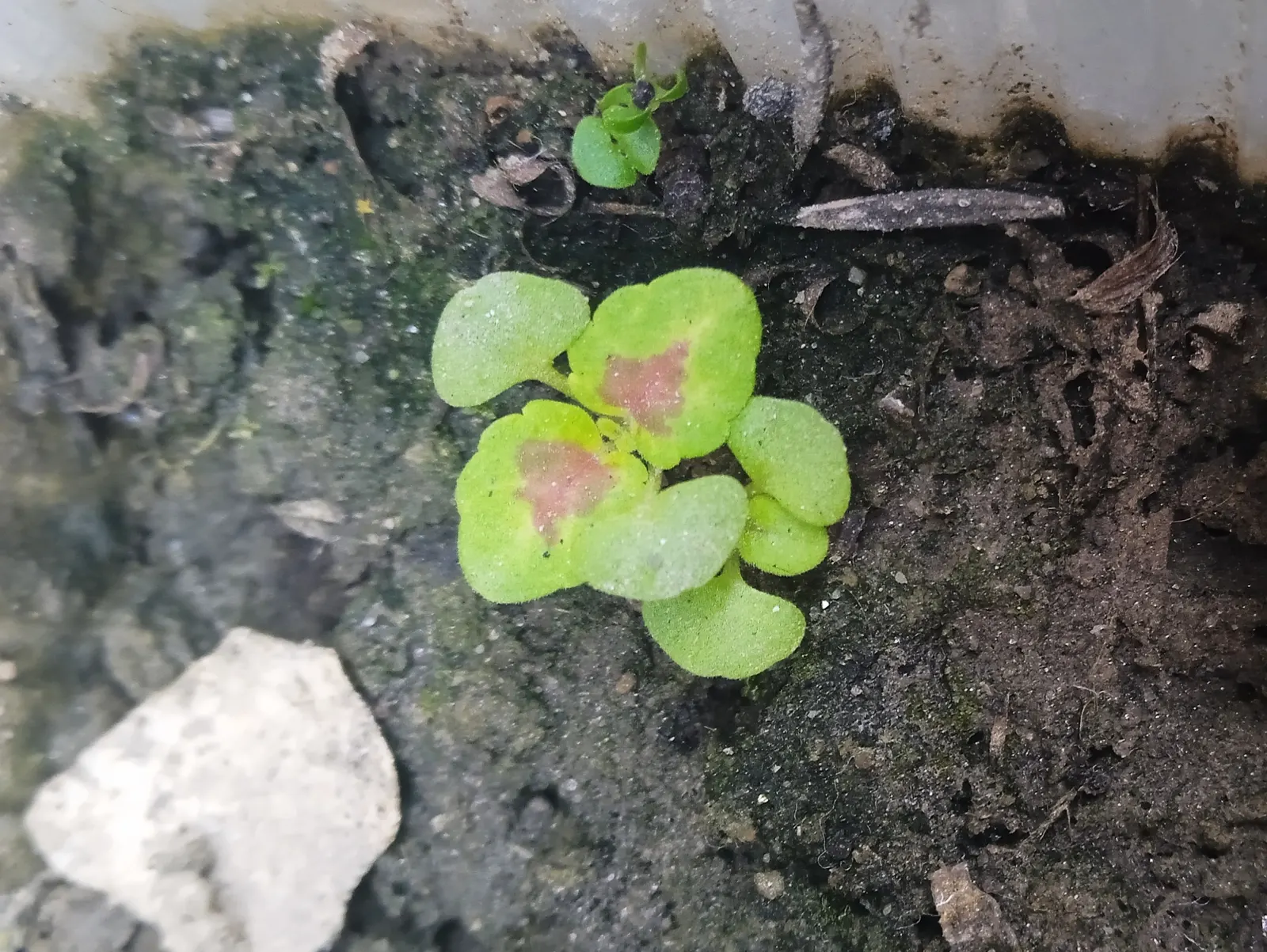 Coleus (Solenostemon Scutellarioides) — notable for its eye-catching foliage; from deep burgundy and bright scarlet to chartreuse and electric lime, image 64