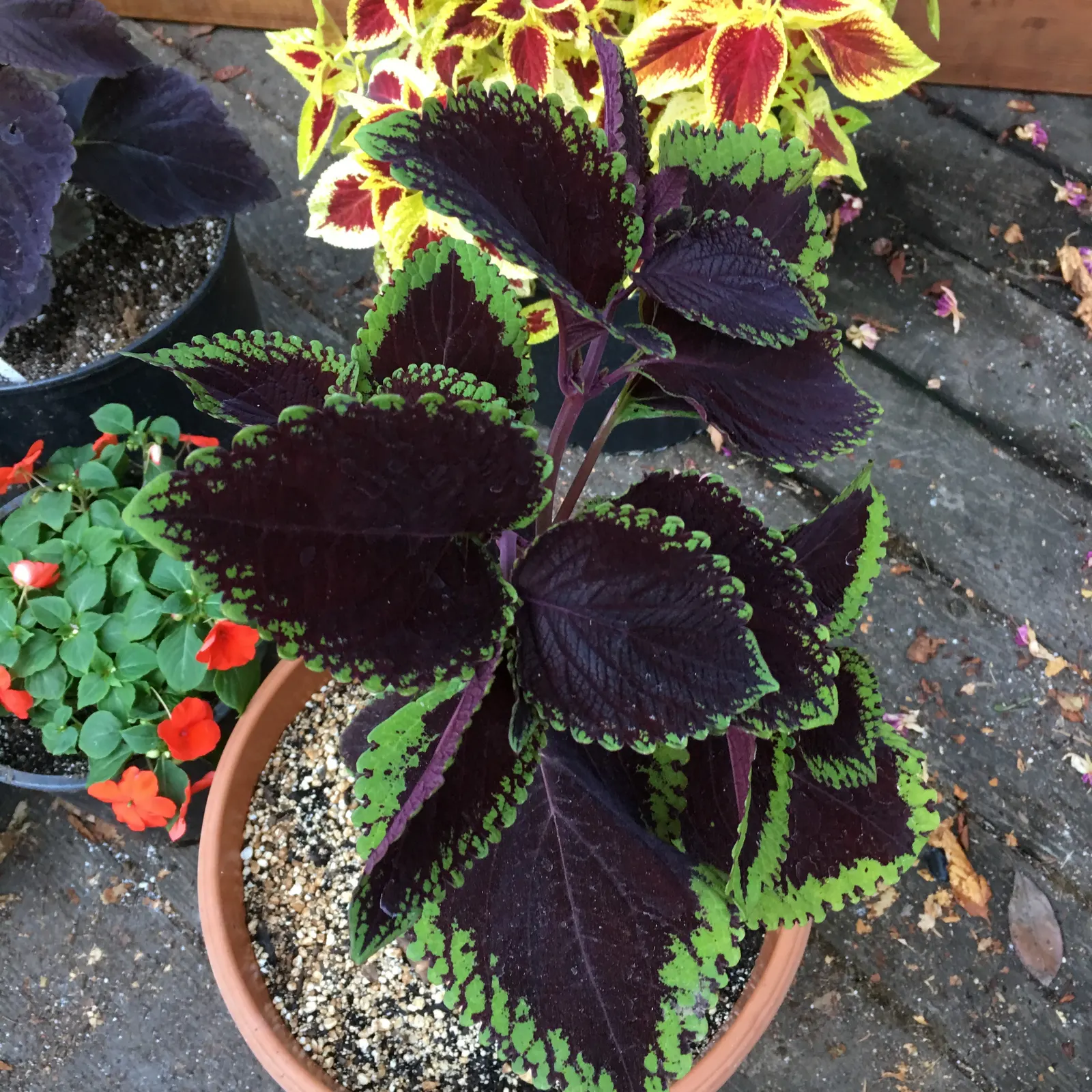 Coleus (Solenostemon Scutellarioides) — In regions with intense heat; consider its function as a texture and color contrast amidst other plants, image 177