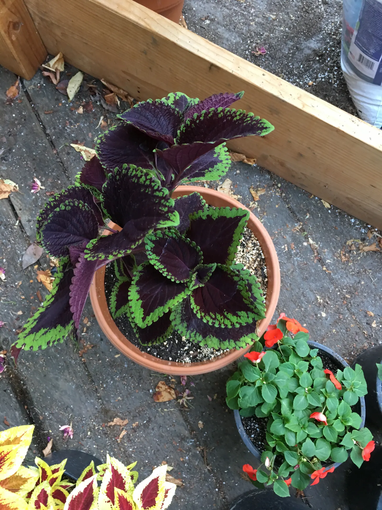 Coleus (Solenostemon Scutellarioides) — is a vibrant and versatile herbaceous perennial; pinch back flowers to maintain foliage vibrancy, image 63