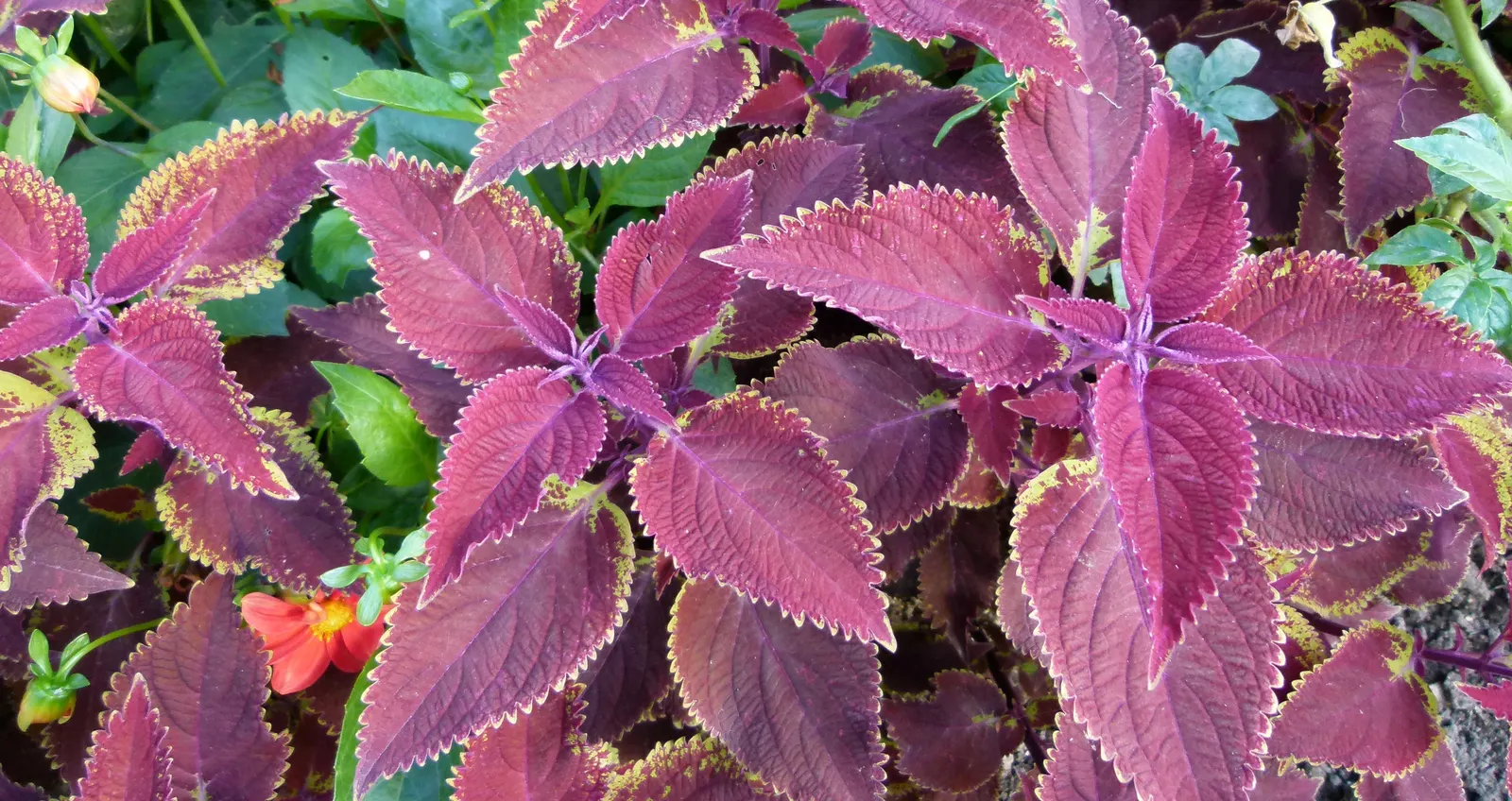 Coleus (Solenostemon Scutellarioides) — Inform clients that periodic maintenance