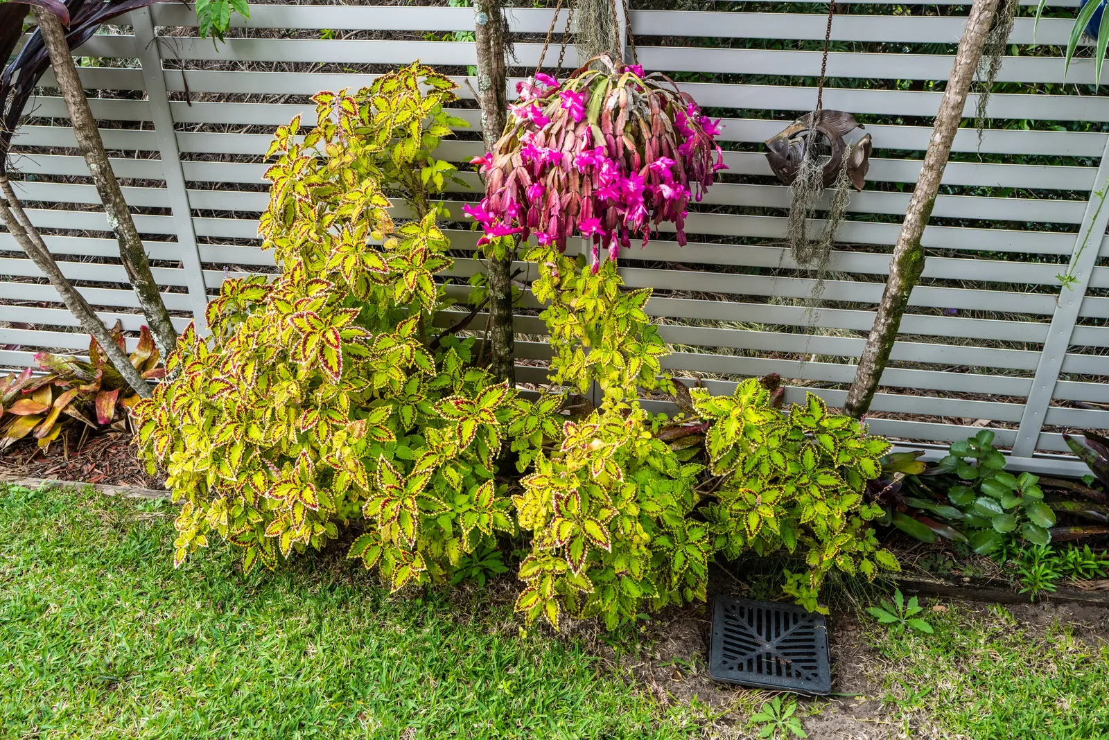 Coleus (Solenostemon Scutellarioides) — adding depth and interest to any garden composition, image 158