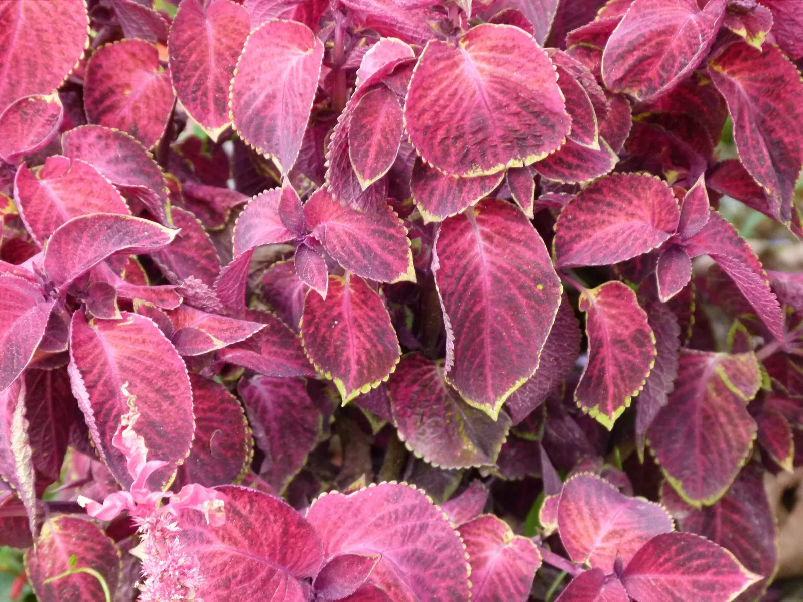 Coleus (Solenostemon Scutellarioides) — adding depth and interest to any garden composition