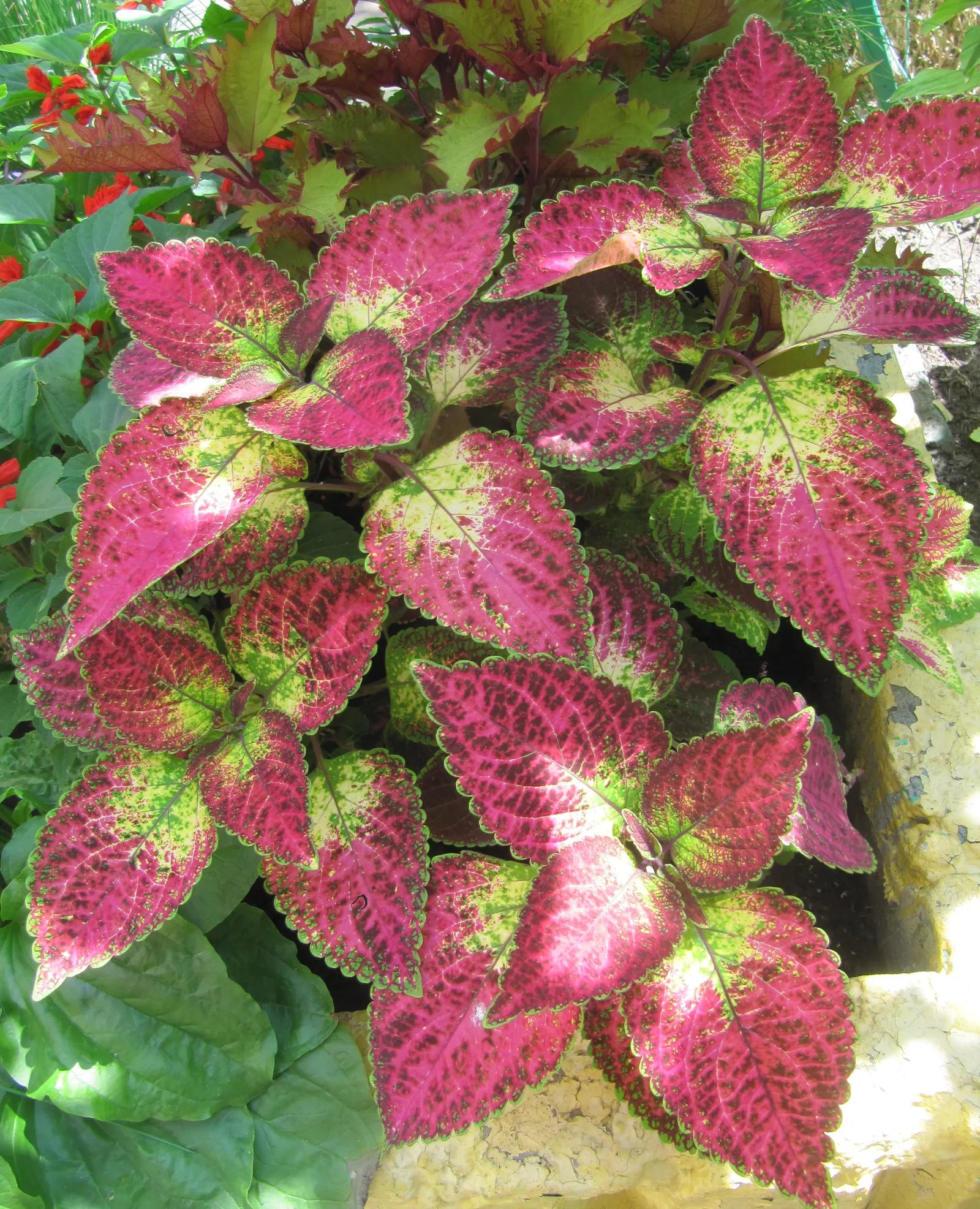 Coleus (Solenostemon Scutellarioides) — water-soluble fertilizer will promote vigorous growth and intense coloration of leaves; this easy-to-grow, image 128