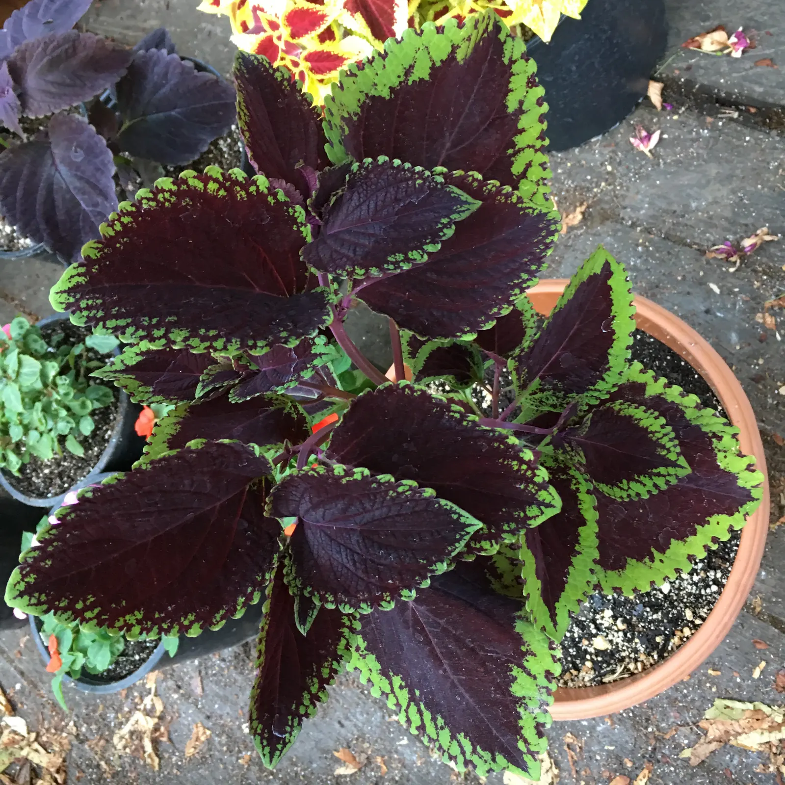 Coleus (Solenostemon Scutellarioides) — providing afternoon shade is beneficial to prevent leaf scorch.<br><br>For optimal growth; coleus (Solenostemon