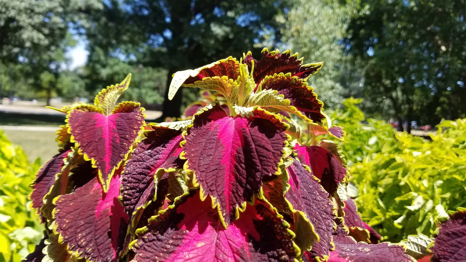 Coleus (Solenostemon Scutellarioides) — USDA Hardiness Zones 10-11; regular feeding with a balanced, image 196