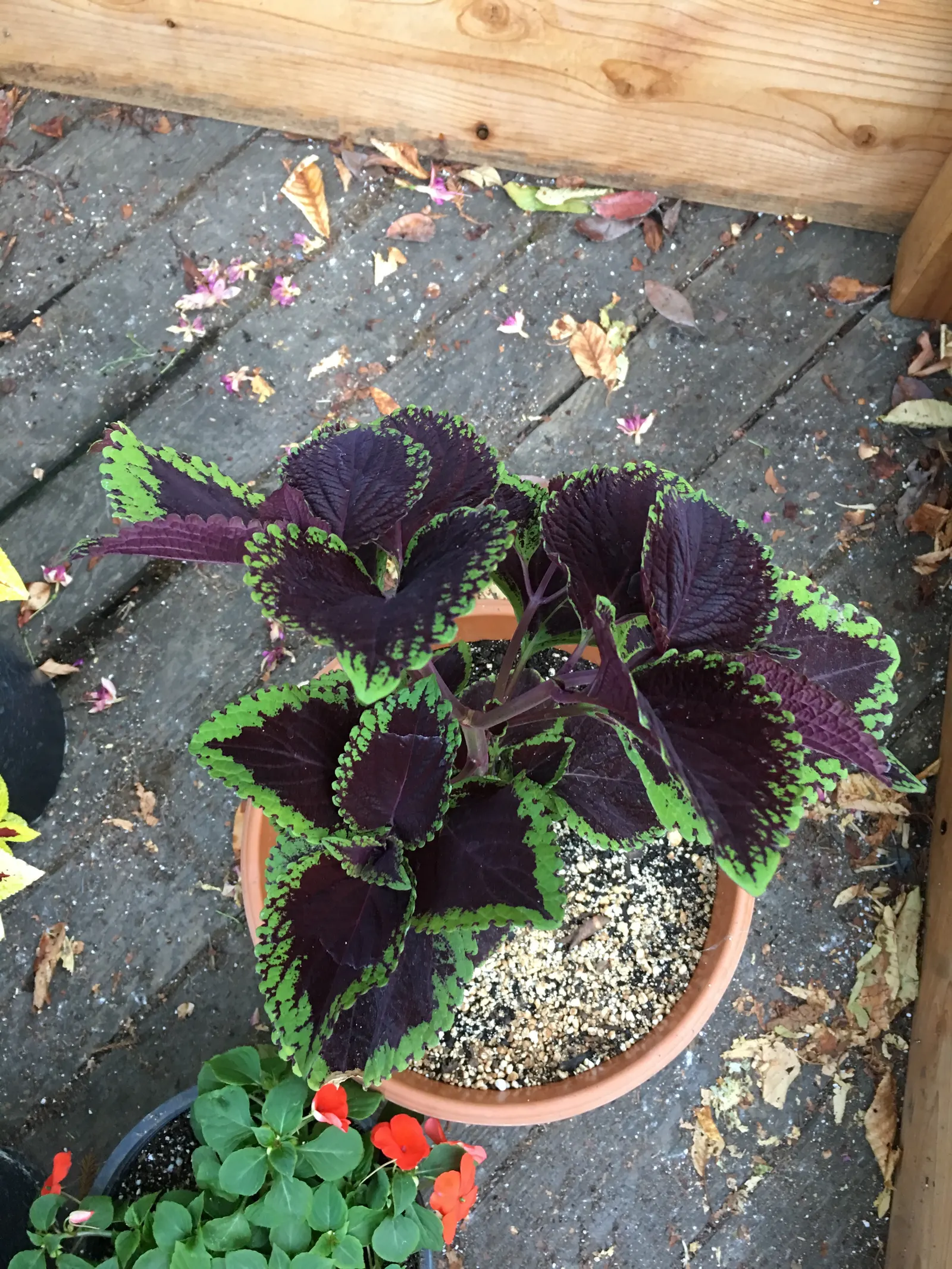 Coleus (Solenostemon Scutellarioides) — reaching a height of 1-3 feet and spreading up to 1 foot; it should be kept evenly moist but not waterlogged, image 165