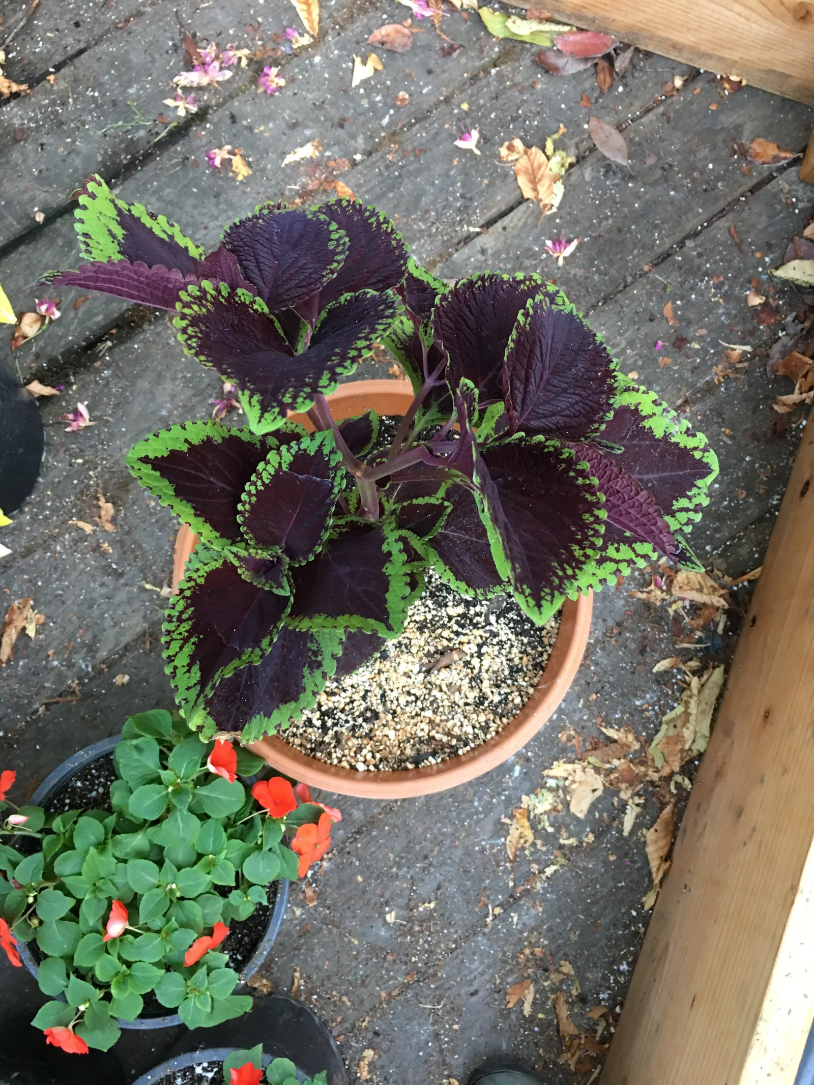 Coleus (Solenostemon Scutellarioides) — such as deadheading and pruning; notable for its eye-catching foliage