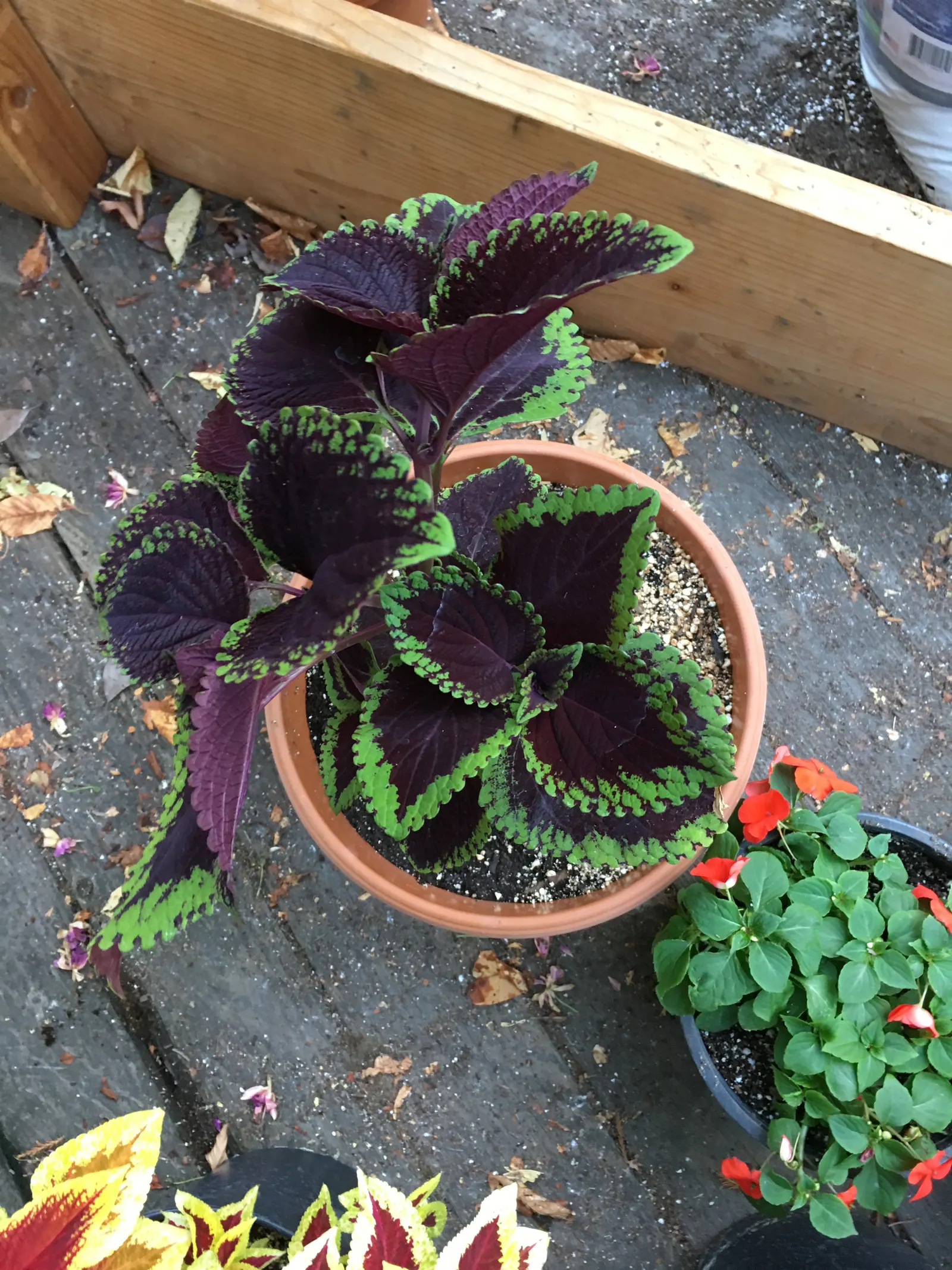 Coleus (Solenostemon Scutellarioides) — Best in rich, well-draining soil, Coleus adds instant visual interest to shade gardens and containers; such, image 193