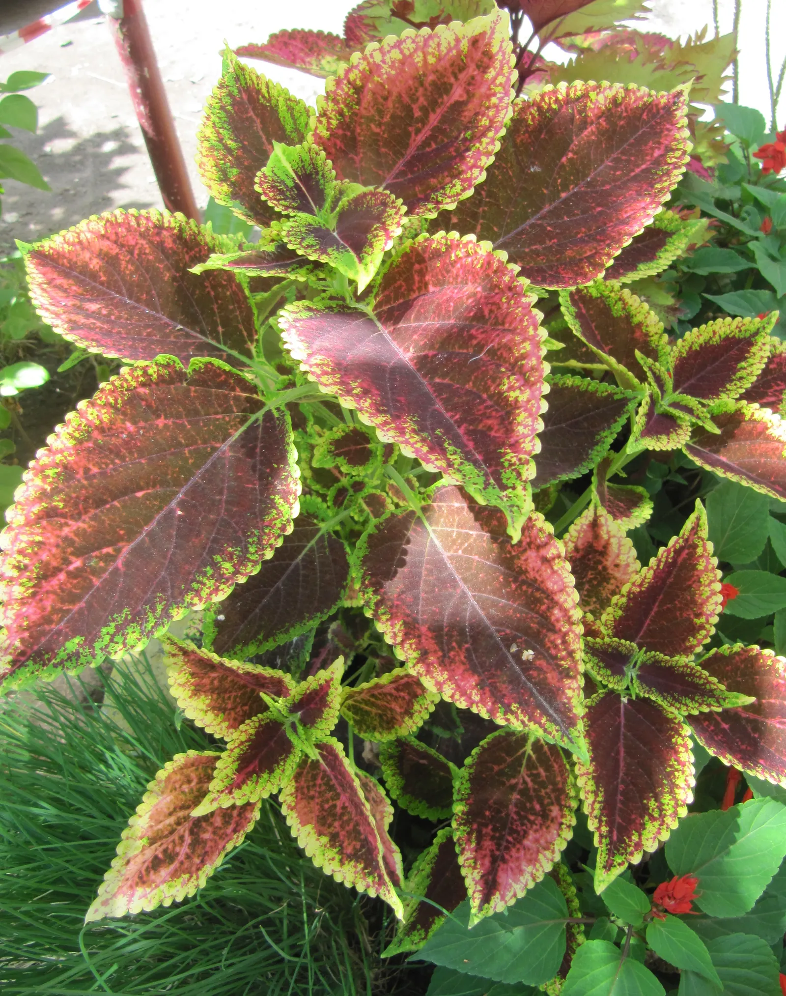 Coleus (Solenostemon Scutellarioides) — This easy-to-grow annual thrives in partial to full shade; thriving in USDA hardiness zones 10 to 11, it is, image 164