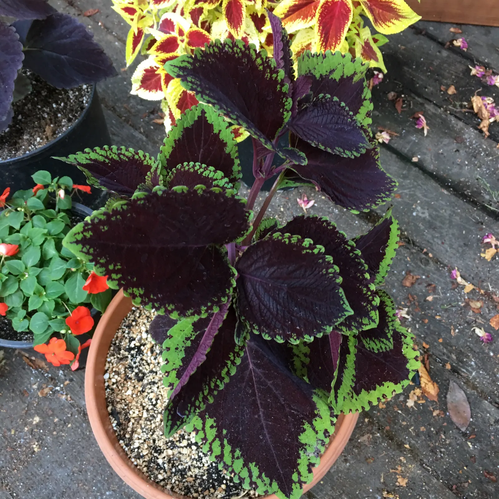 Coleus (Solenostemon Scutellarioides) — providing afternoon shade is beneficial to prevent leaf scorch.<br><br>For optimal growth; coleus, image 124