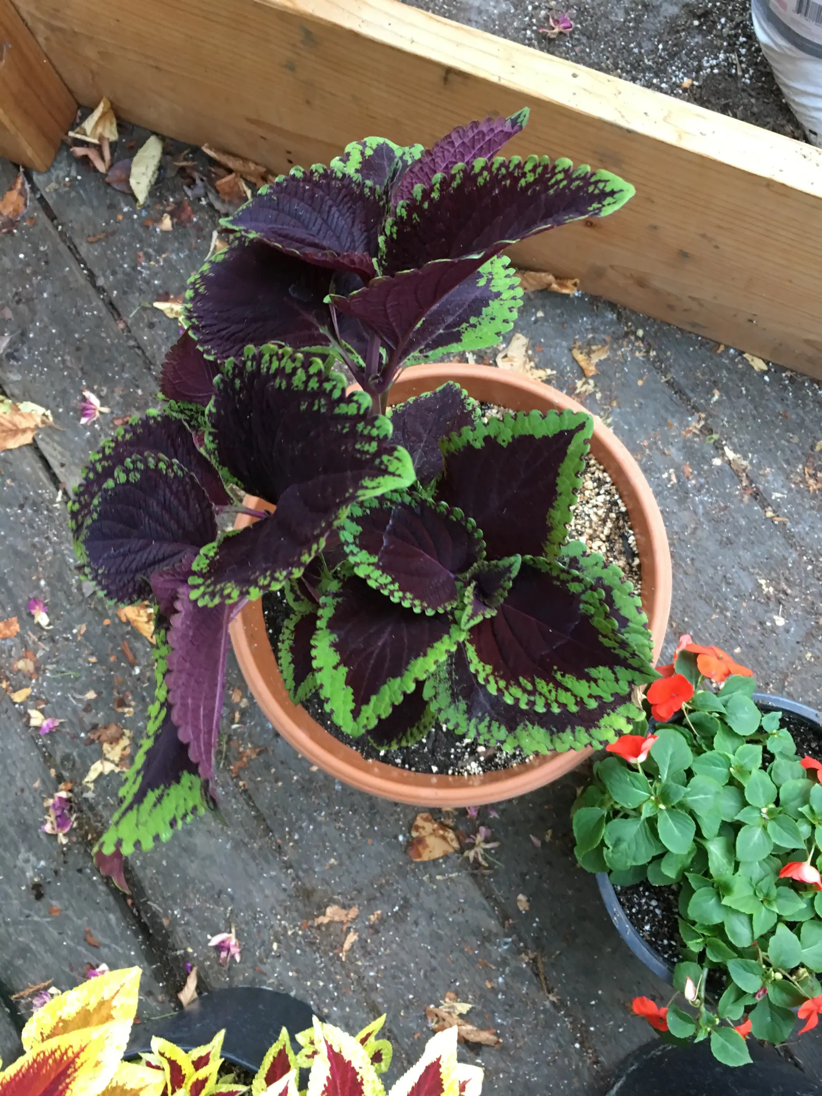 Coleus (Solenostemon Scutellarioides) — properly known as Solenostemon scutellarioides; is necessary to keep the Coleus looking its best throughout the growing