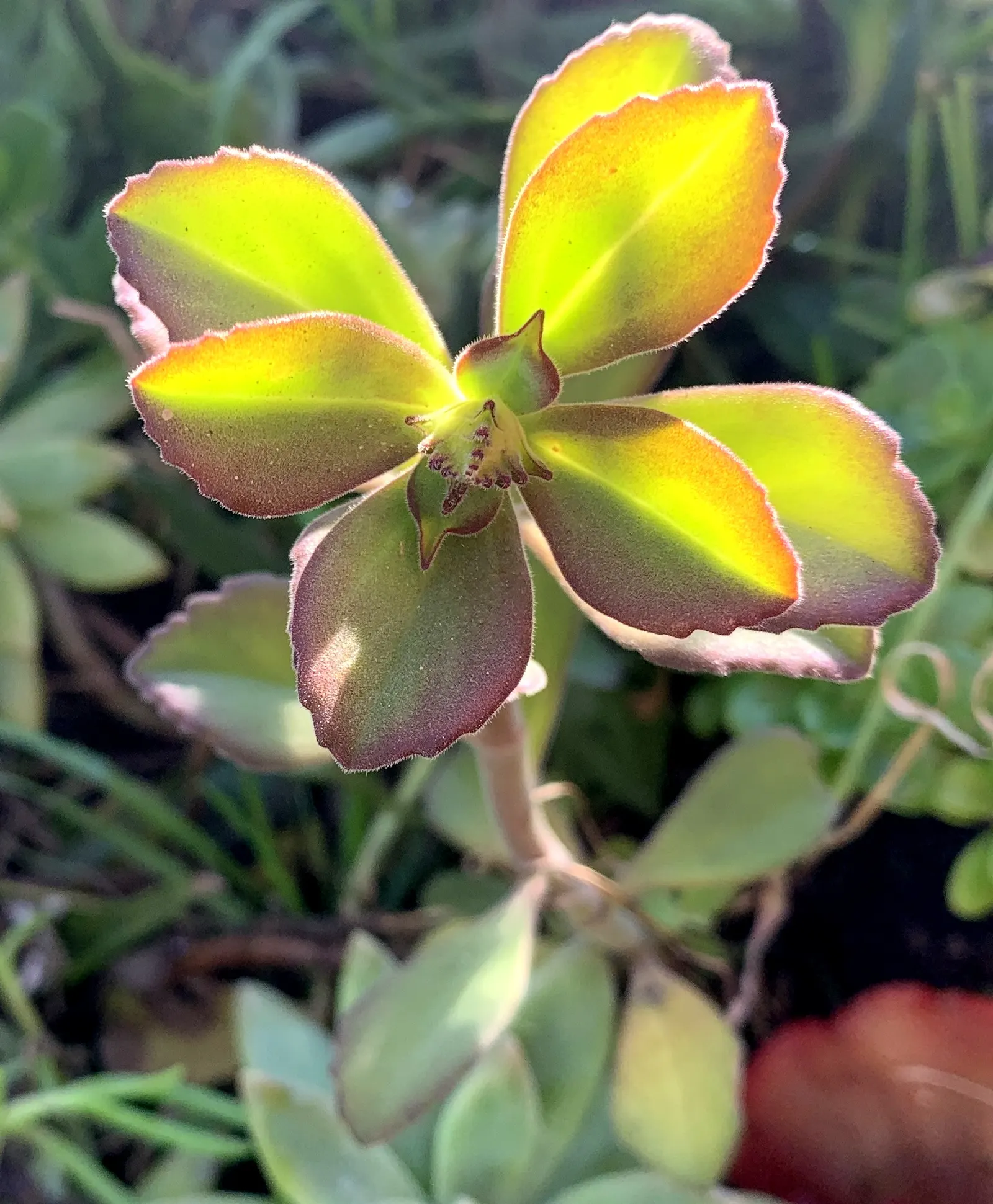 Coleus (Solenostemon Scutellarioides) — is a vibrant and versatile herbaceous perennial; pinch back flowers to maintain foliage vibrancy