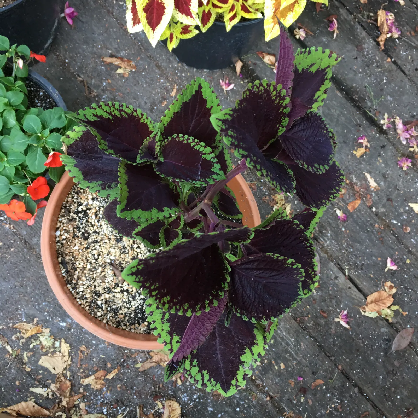 Coleus (Solenostemon Scutellarioides) — Keep soil consistently moist for optimal growth, image 32