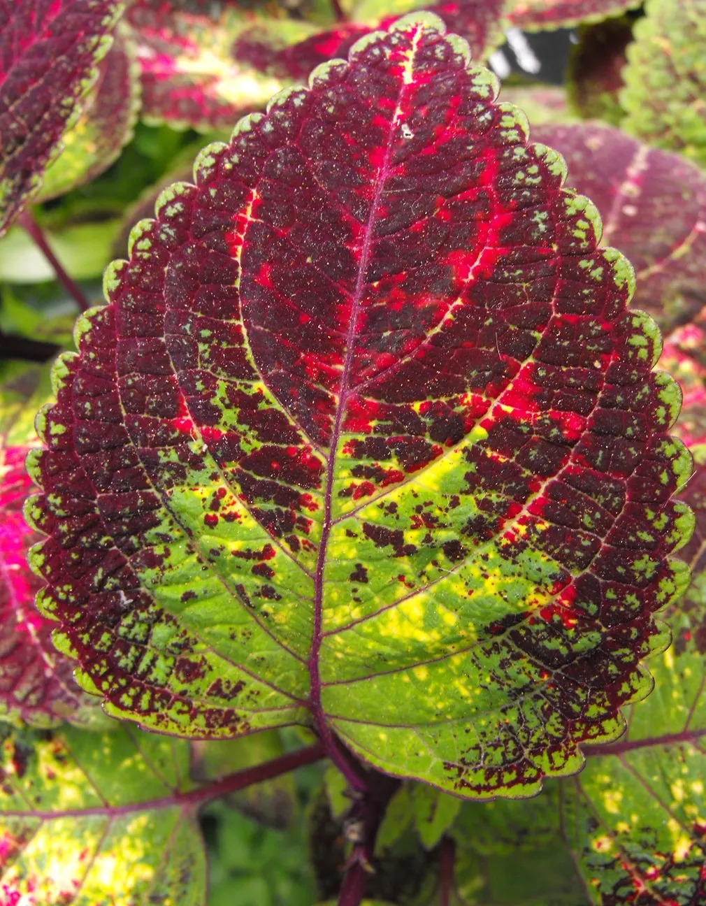 Coleus (Solenostemon Scutellarioides) — Its showy foliage pairs well with both flowering plants and those with more subdued hues