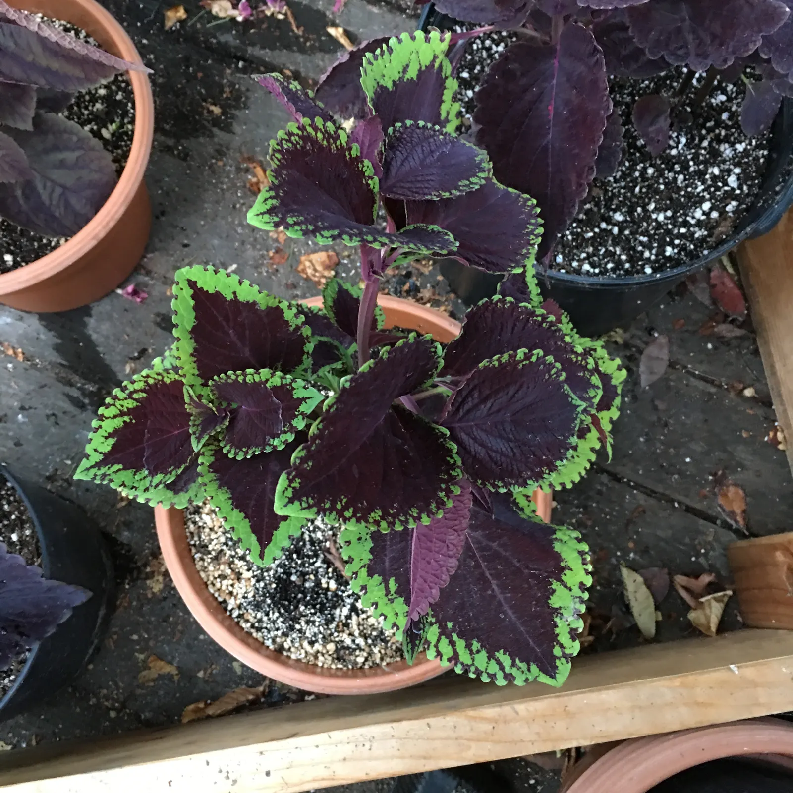 Coleus (Solenostemon Scutellarioides) — is necessary to keep the Coleus looking its best throughout the growing season; coleus requires, image 134