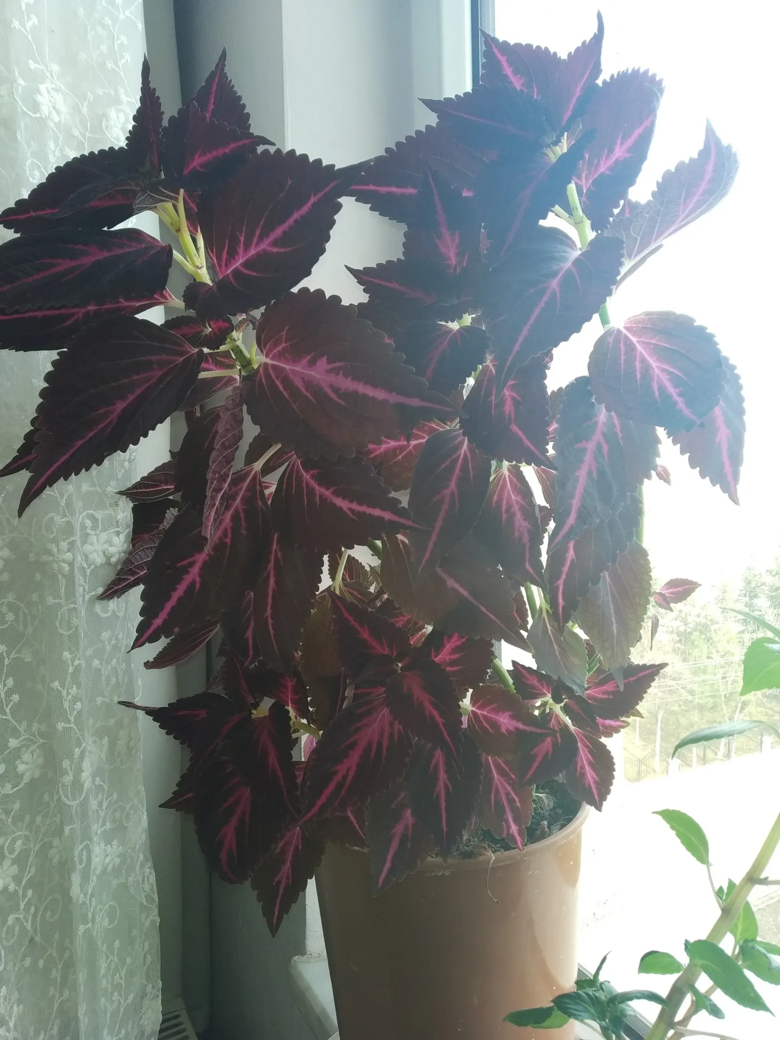 Coleus (Solenostemon Scutellarioides) — It should be kept evenly moist but not waterlogged; in regions with intense heat, image 126