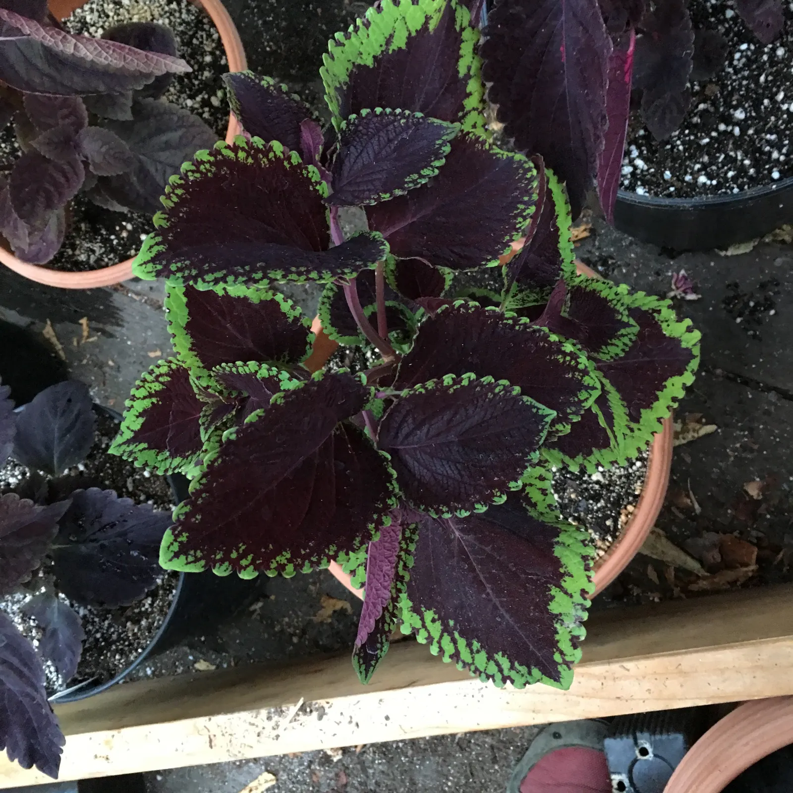 Coleus (Solenostemon Scutellarioides) — In regions with intense heat