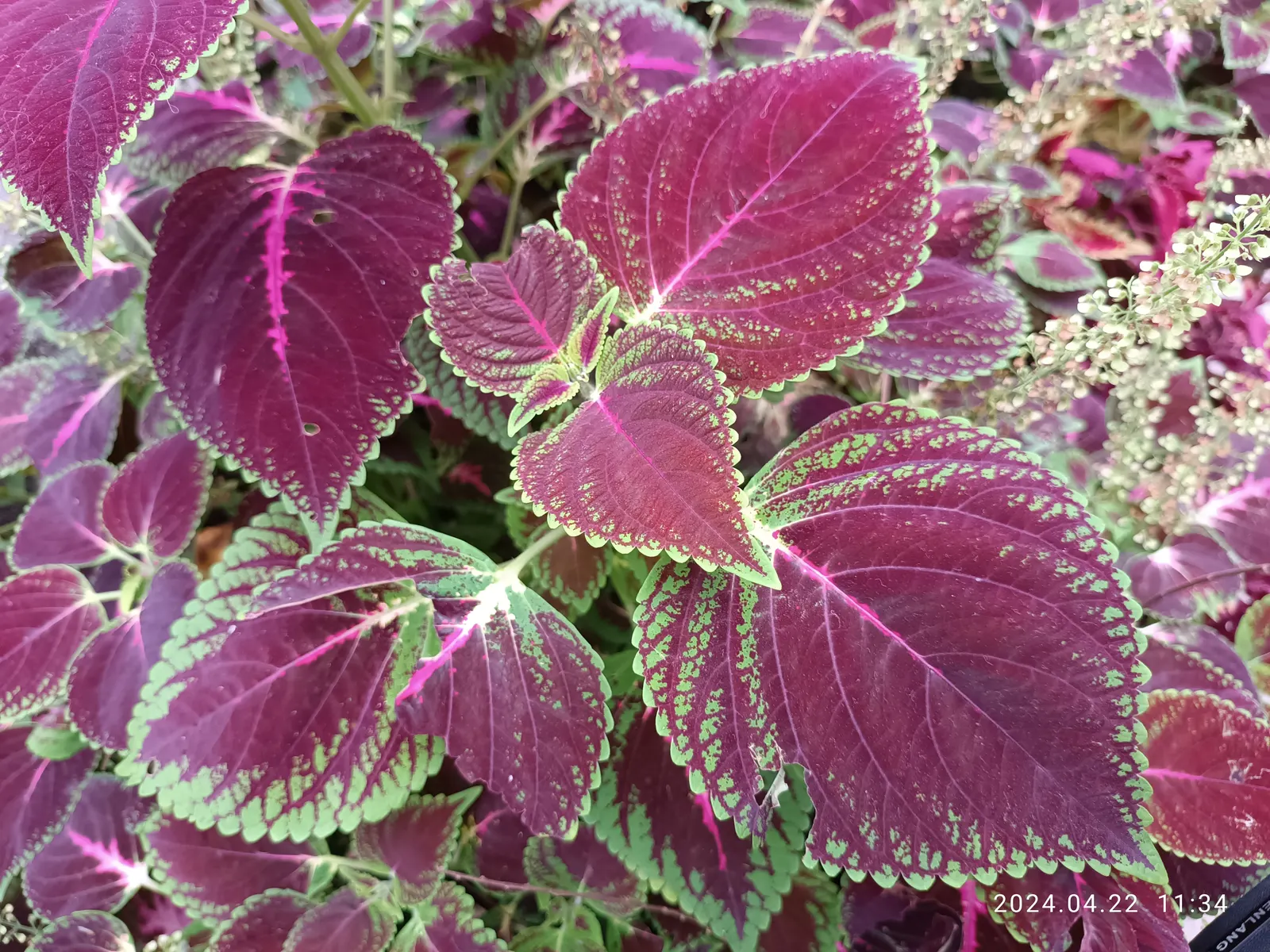 Coleus (Solenostemon Scutellarioides) — This easy-to-grow annual thrives in partial to full shade; thriving in USDA hardiness zones 10 to 11, it is, image 110