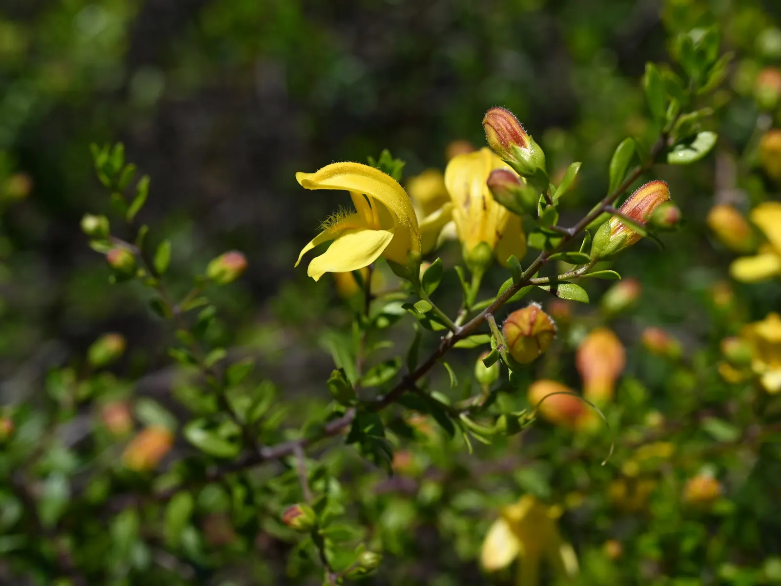 Yellow Bush Snapdragon (Keckiella Antirrhinoides) — yellow flowers in the garden