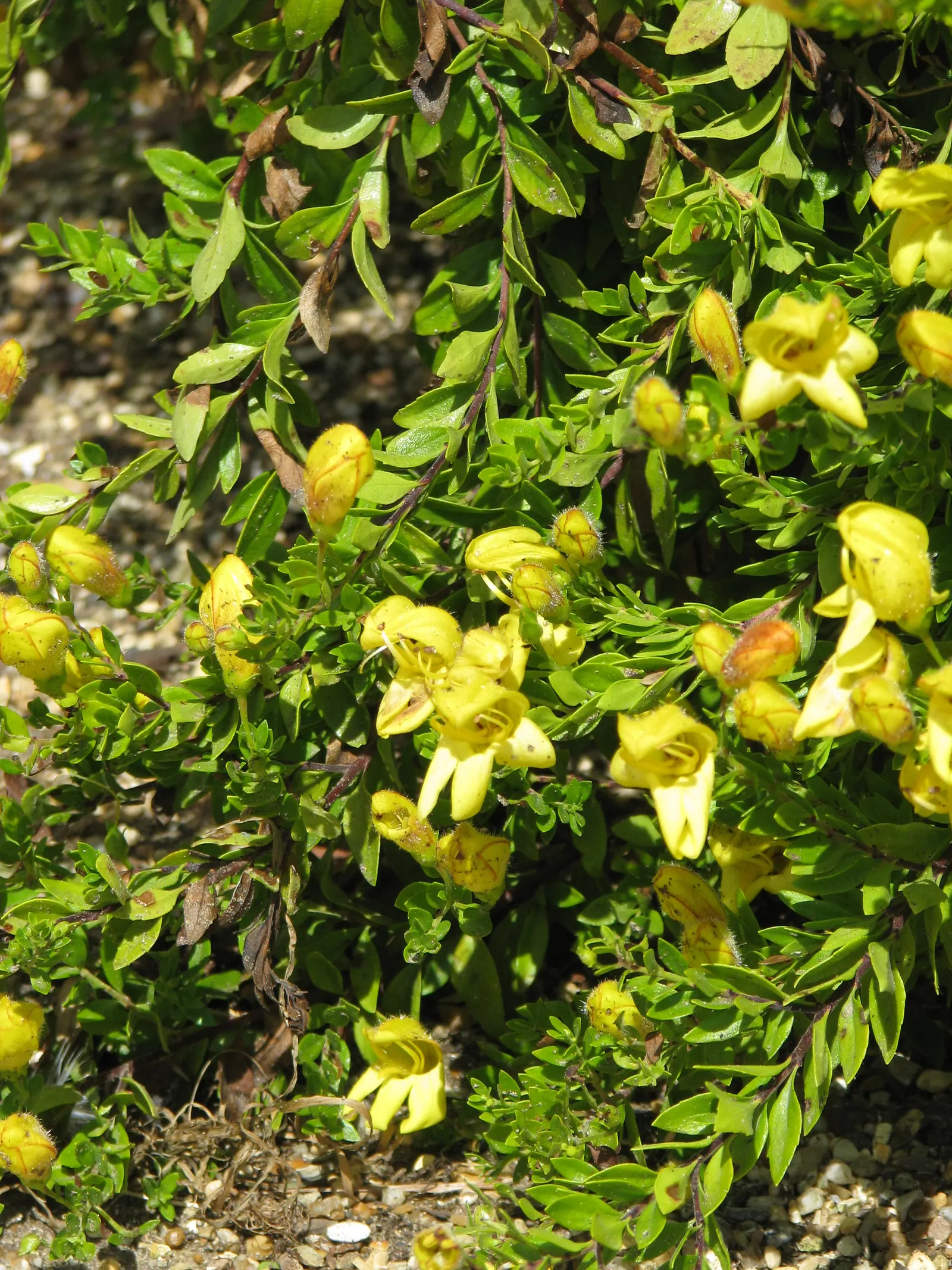 Yellow Bush Snapdragon (Keckiella Antirrhinoides) — No supplemental fertilizer is generally necessary