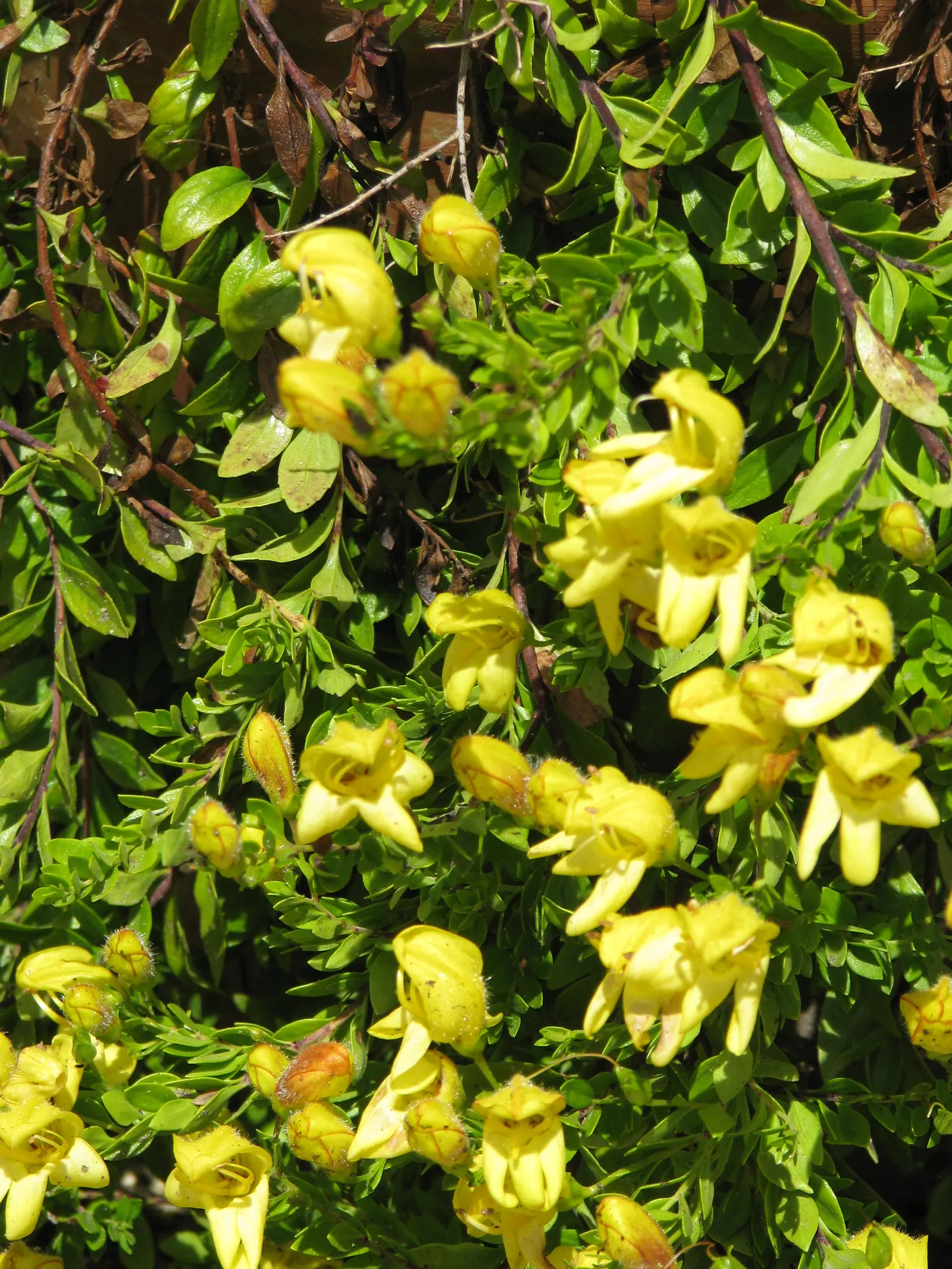 Yellow Bush Snapdragon (Keckiella Antirrhinoides) — making it a suitable choice for water-conservation landscapes or xeriscaping