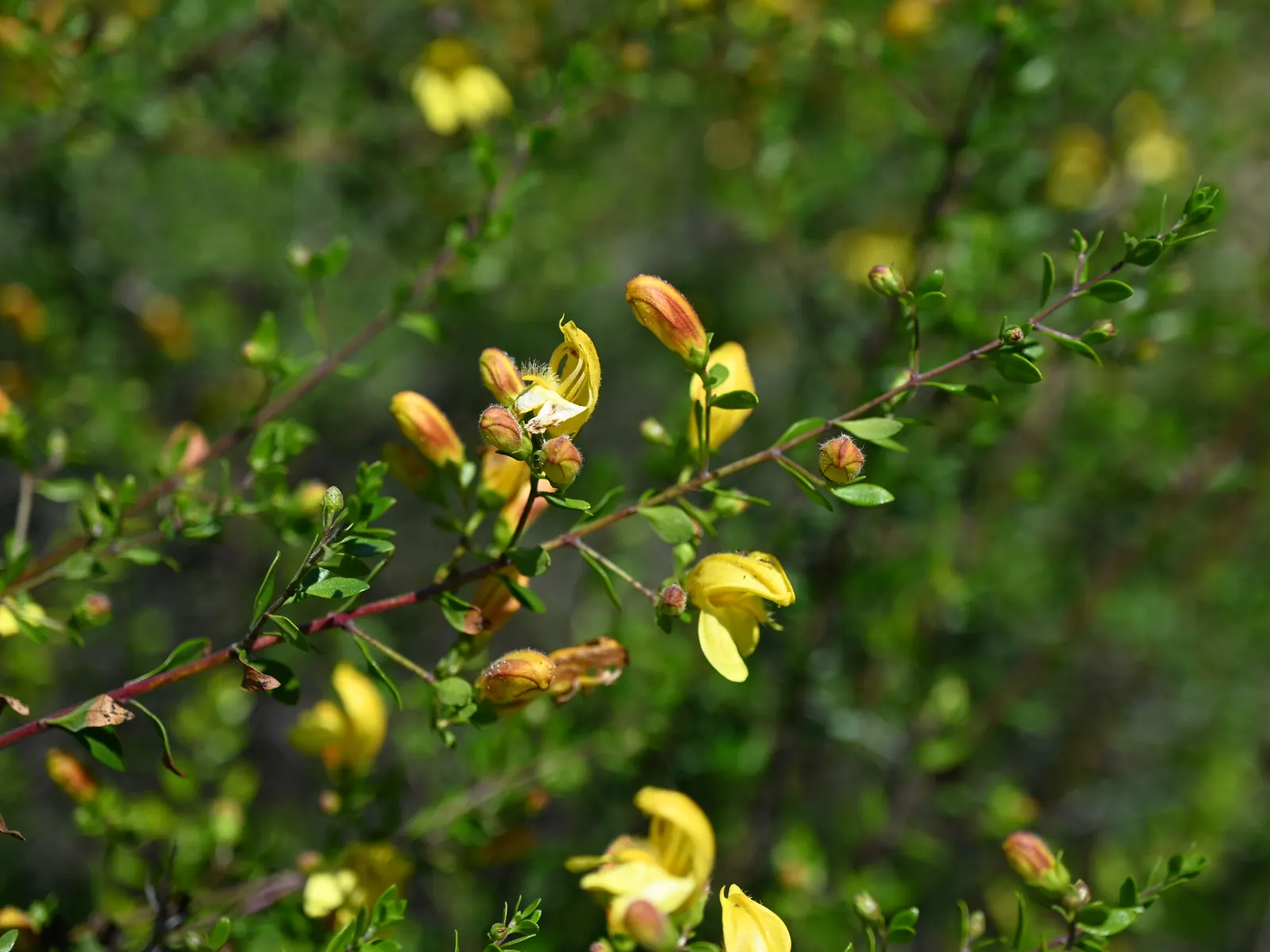 Yellow Bush Snapdragon (Keckiella Antirrhinoides) — It boasts bright yellow, snapdragon-like flowers from late spring to summer, attracting hummingbirds