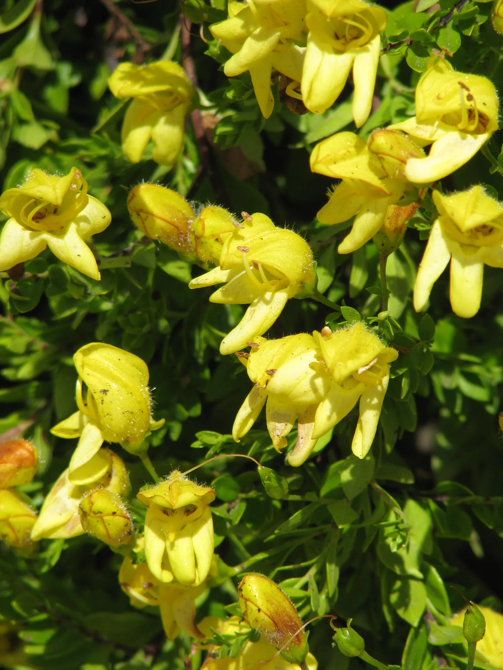 Yellow Bush Snapdragon (Keckiella Antirrhinoides) — Typically reaching 3 to 4 feet high and wide, it thrives in well-drained soils and full sun to partial shade