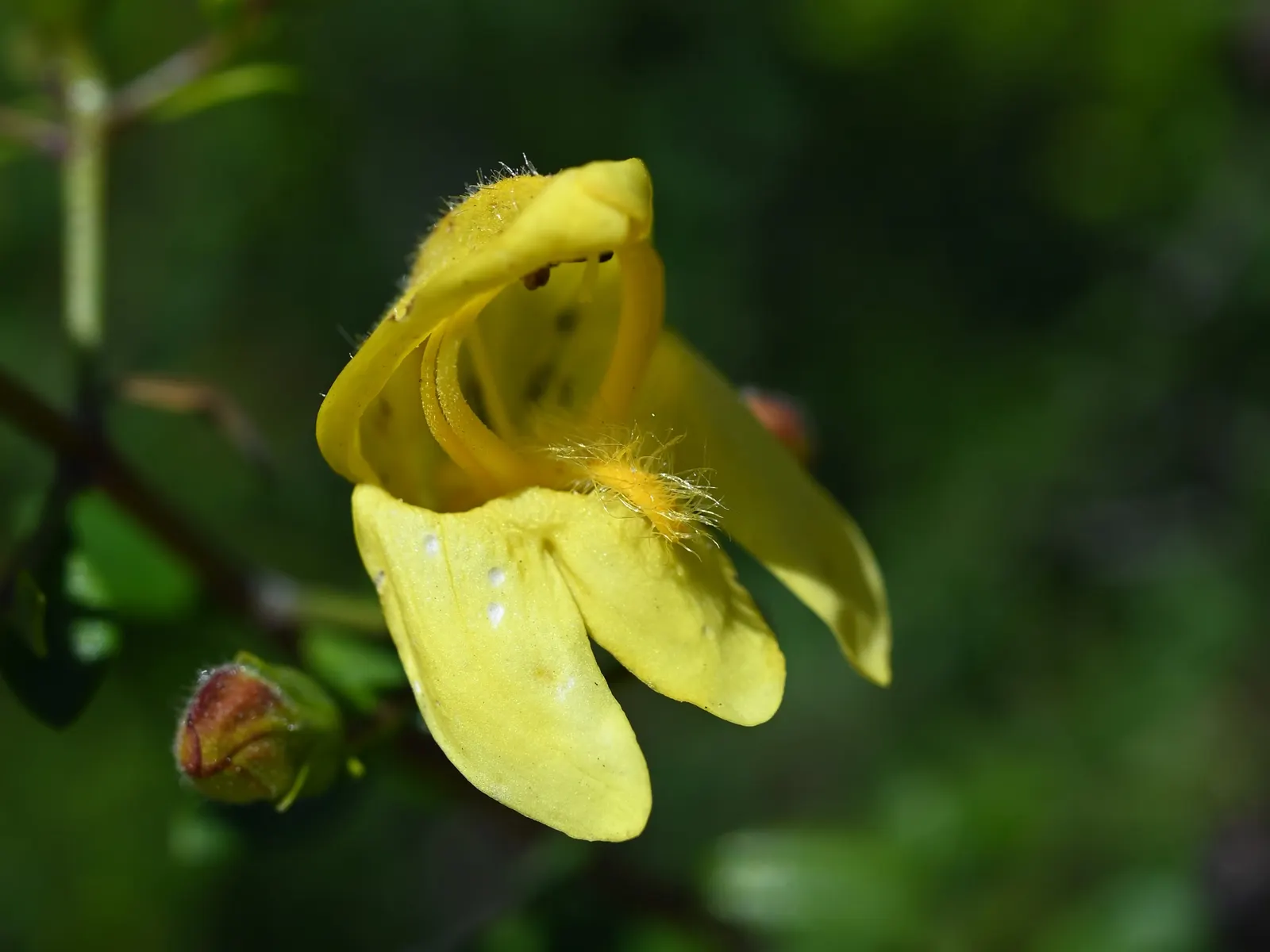 Yellow Bush Snapdragon (Keckiella Antirrhinoides) — as this plant is adapted to low-fertility soils typical of its native habitat