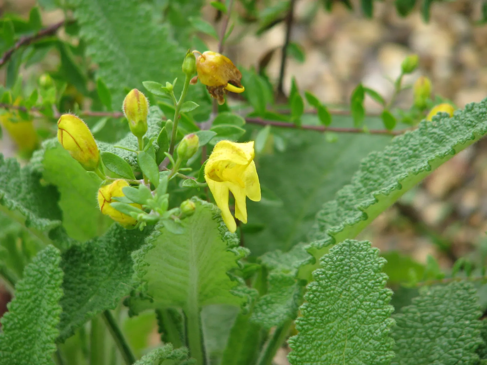 Yellow Bush Snapdragon (Keckiella Antirrhinoides) — It is drought-tolerant once established