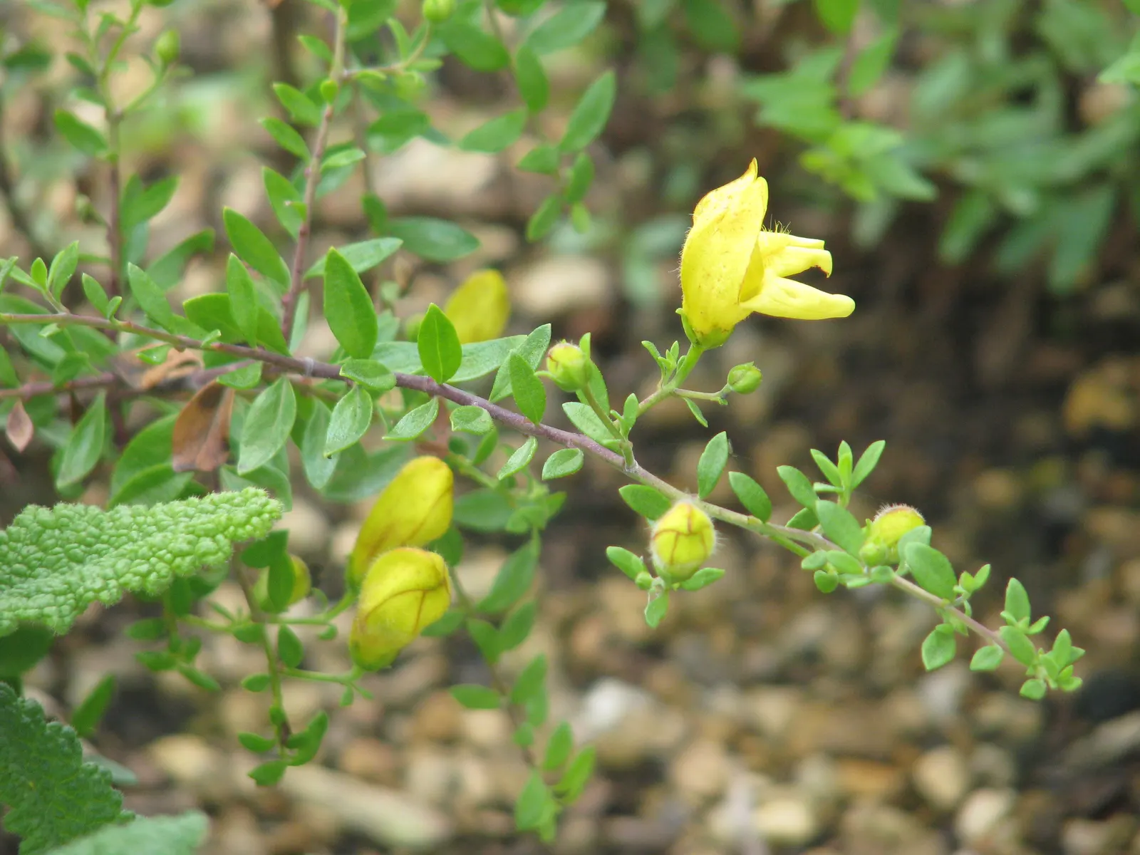 Yellow Bush Snapdragon (Keckiella Antirrhinoides) — Its drought resistance makes it ideal for water-wise gardens