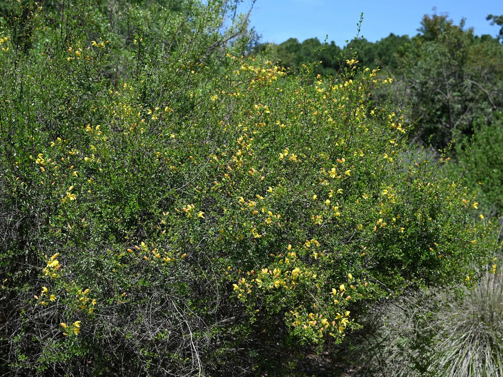 Yellow Bush Snapdragon (Keckiella Antirrhinoides) — dark green leaves that can measure up to 1.5 inches long